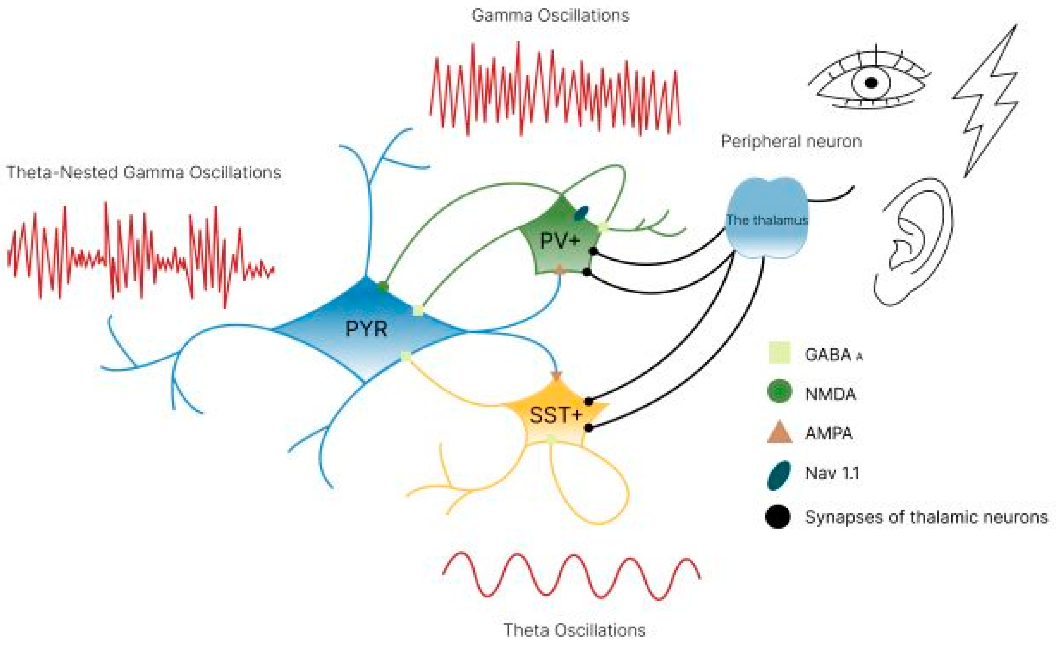 Biology 14 01722 g013 Biology 14 01722 g013
