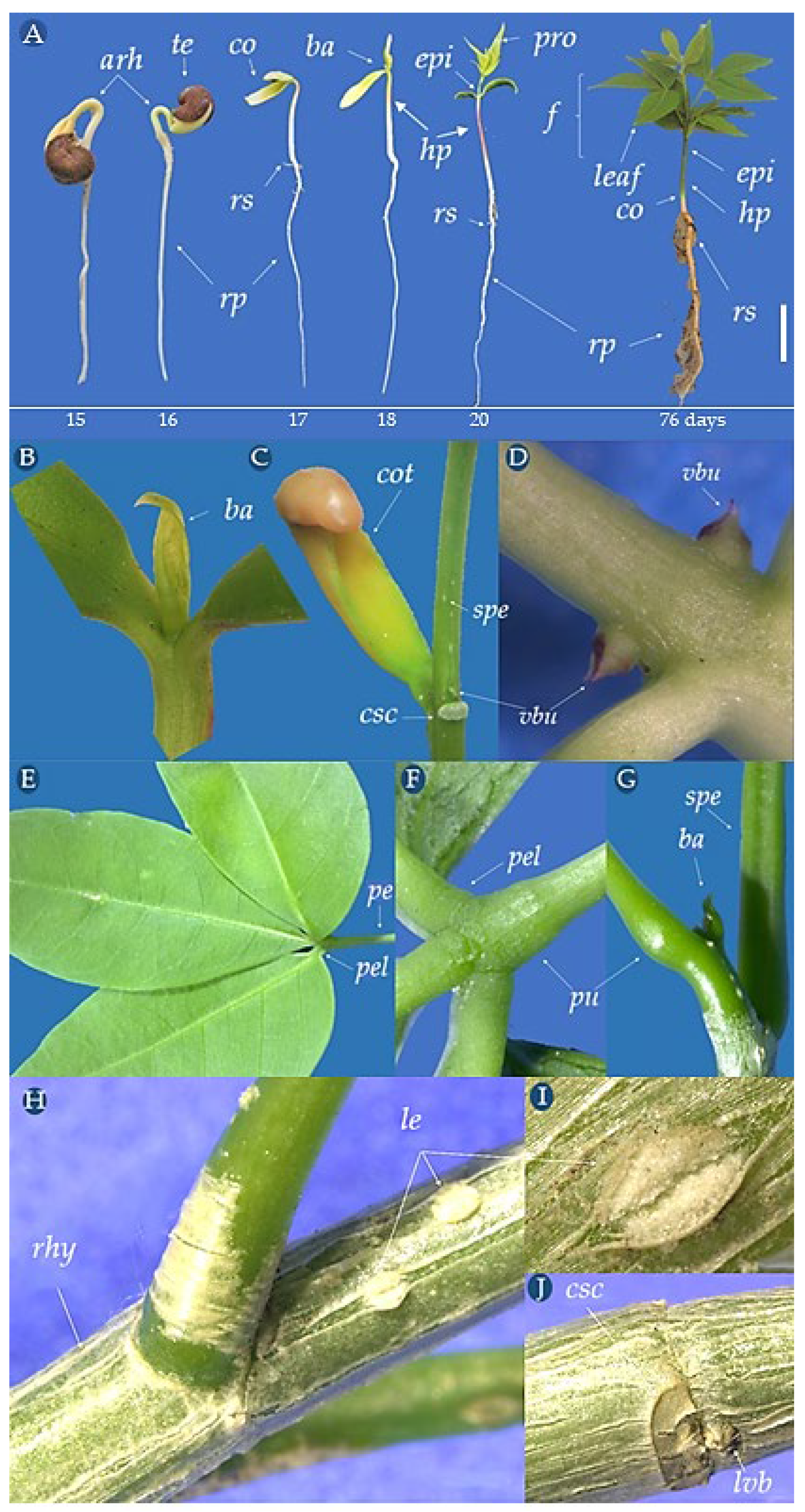 Biology 14 01729 g010
