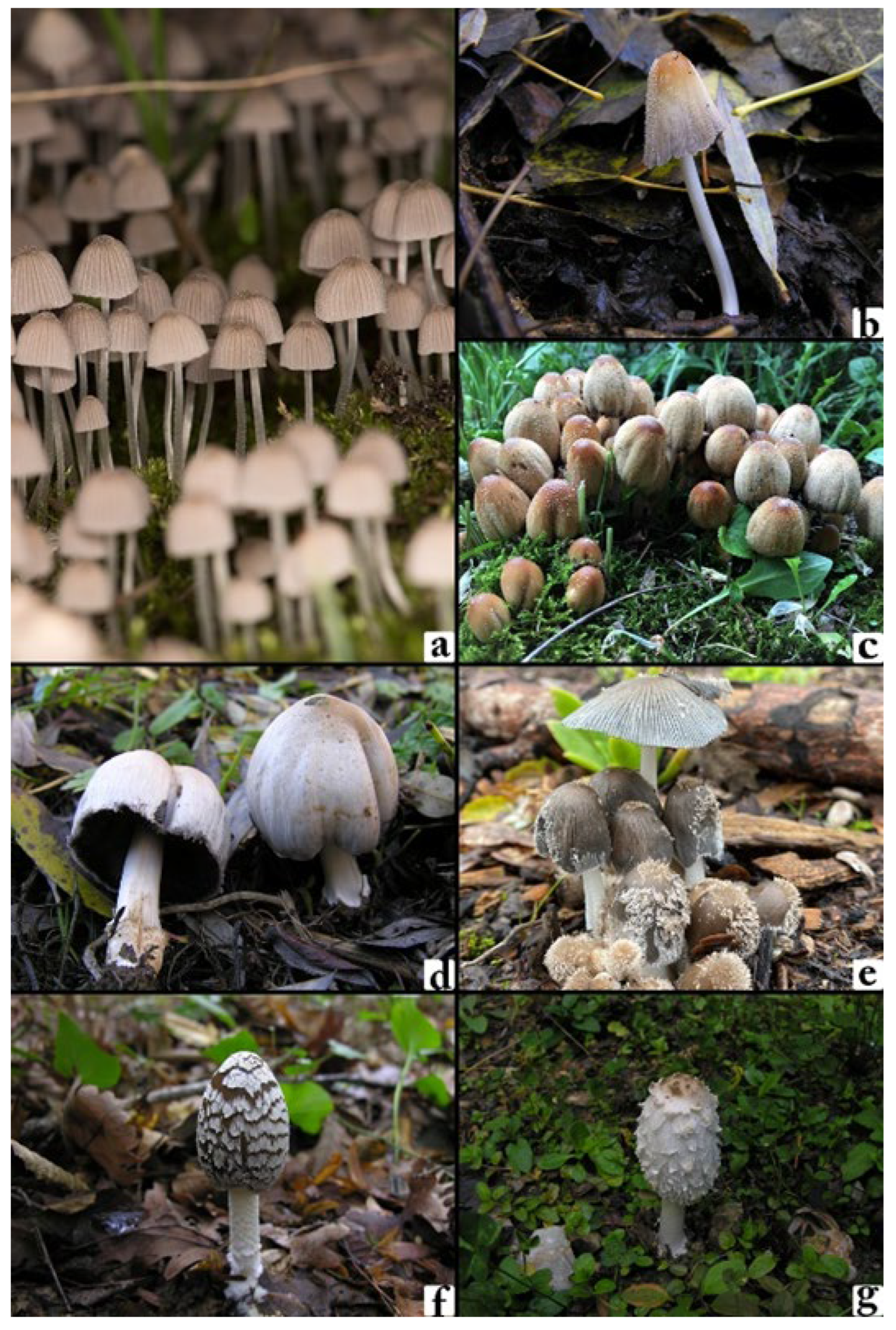 Biology 14 01733 g001