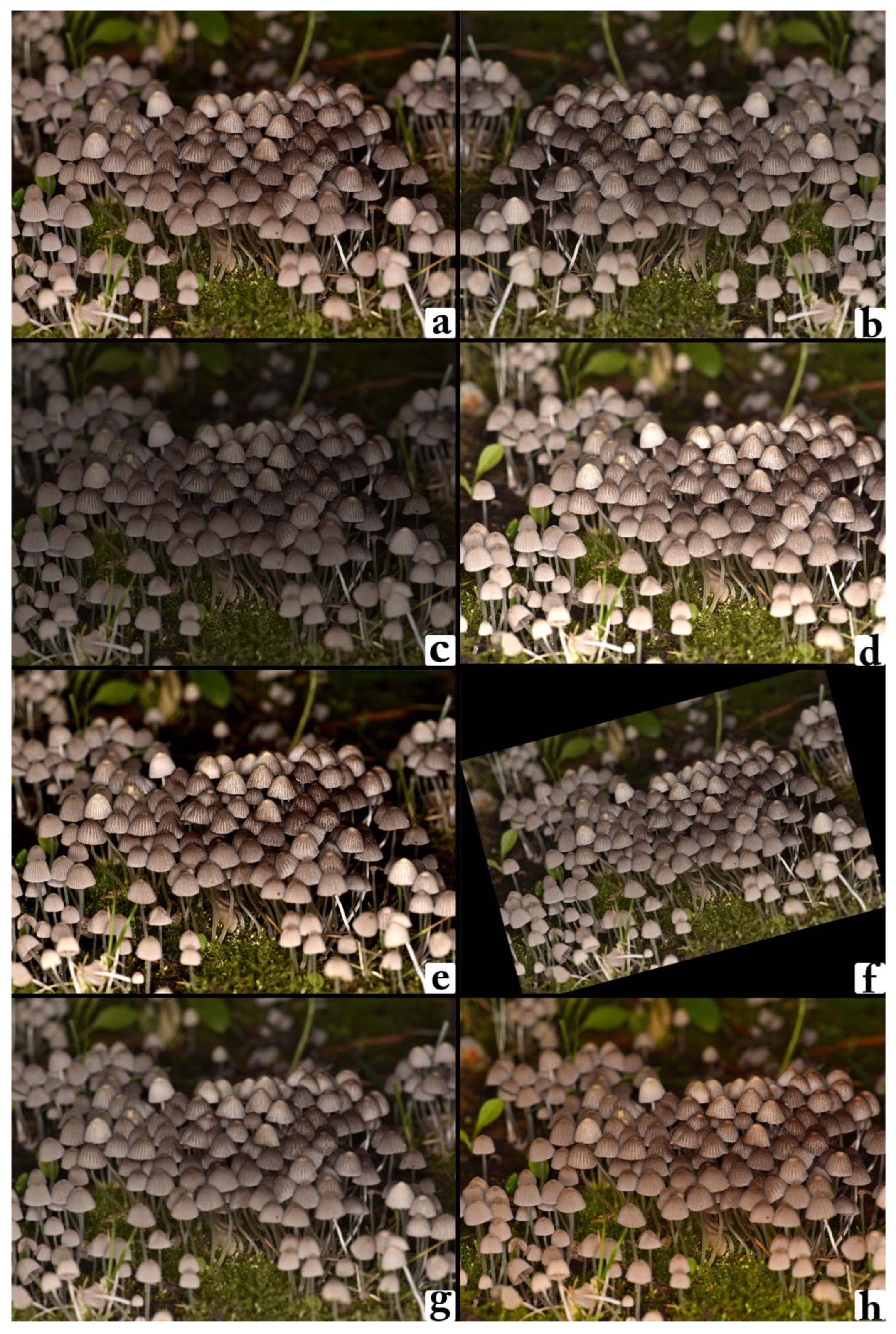 Biology 14 01733 g002