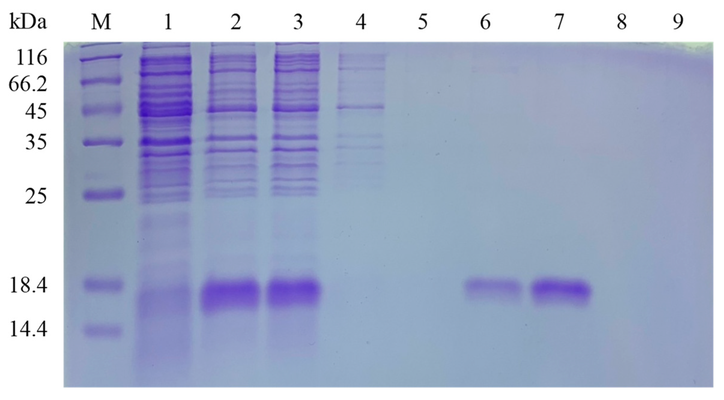 Biology 14 01746 g004 Biology 14 01746 g004