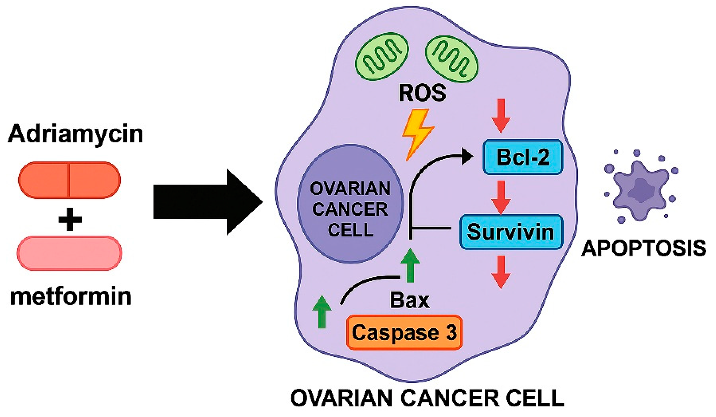 Biology 14 01749 g012
