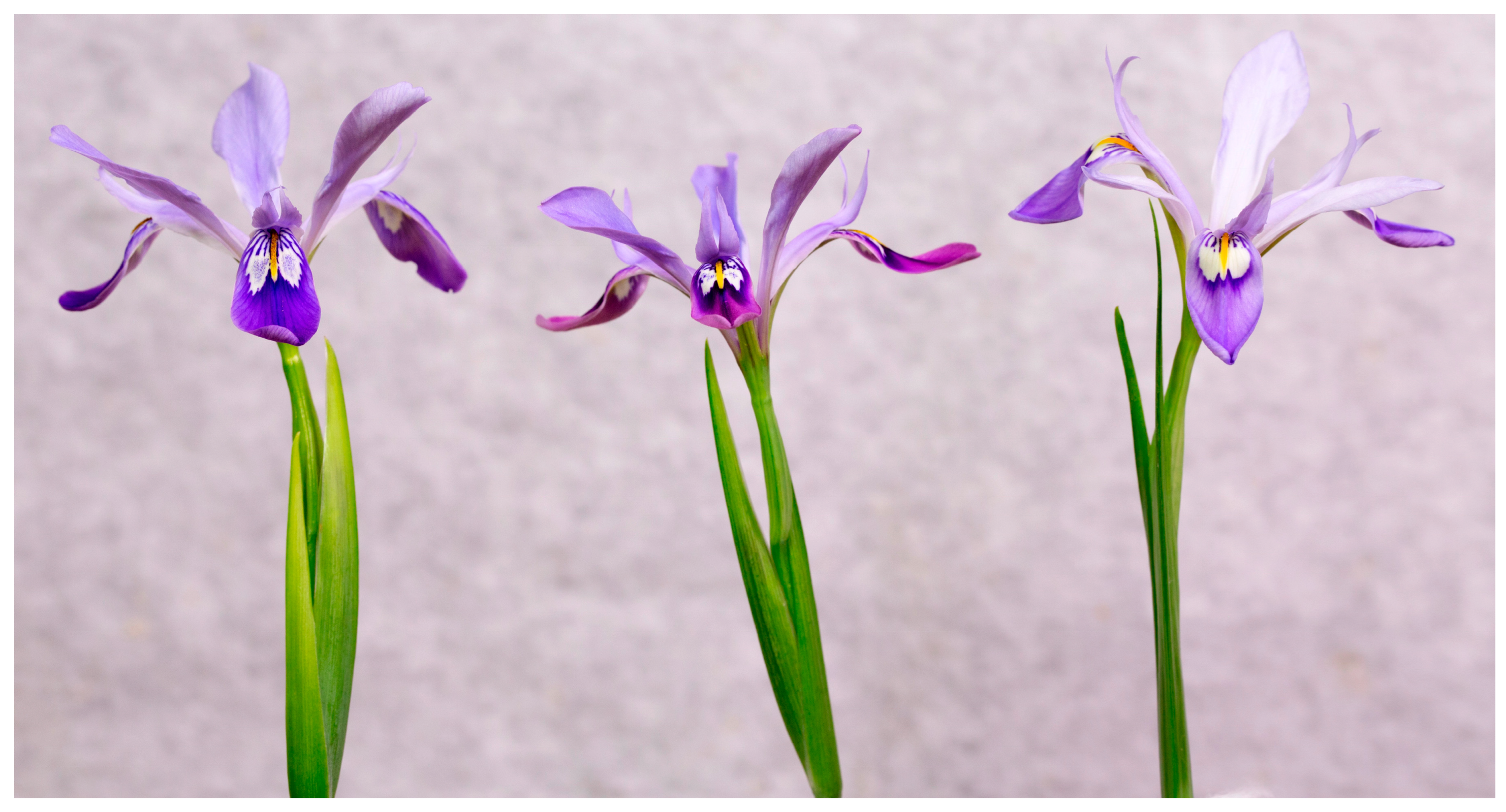 Biology 14 01767 g005