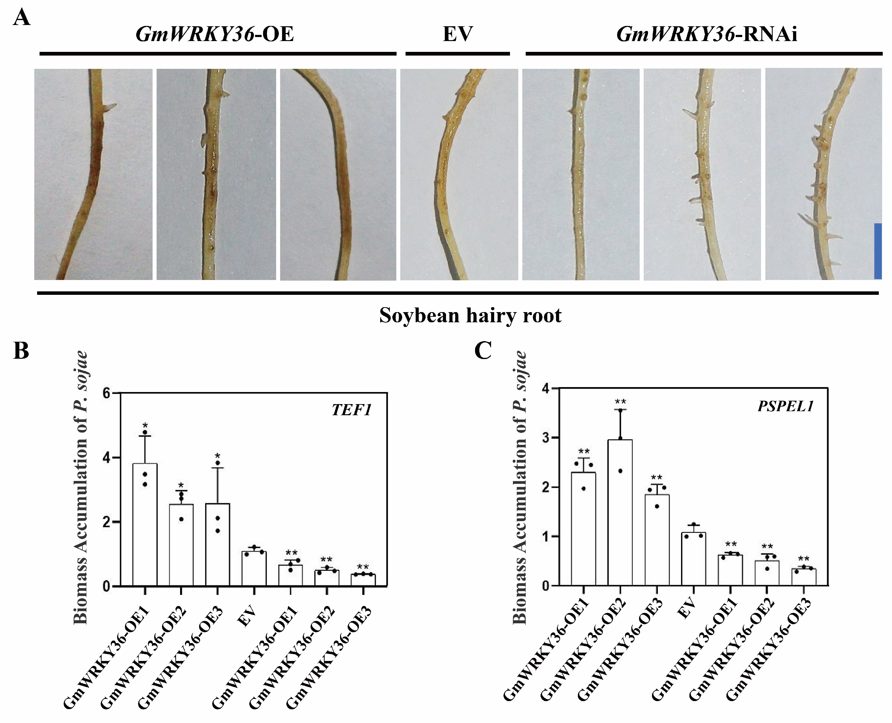 Biology 14 01769 g006