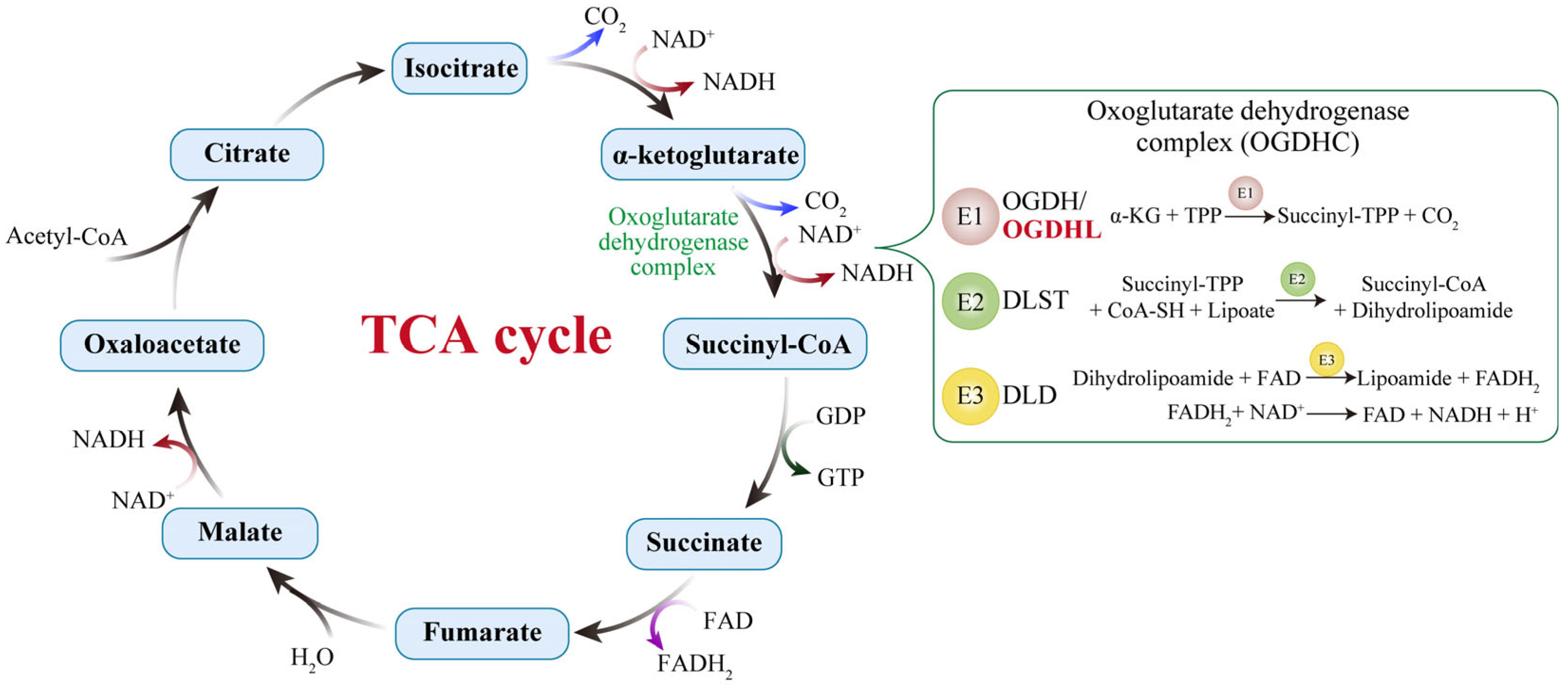 Biology 14 01777 g001 Biology 14 01777 g001
