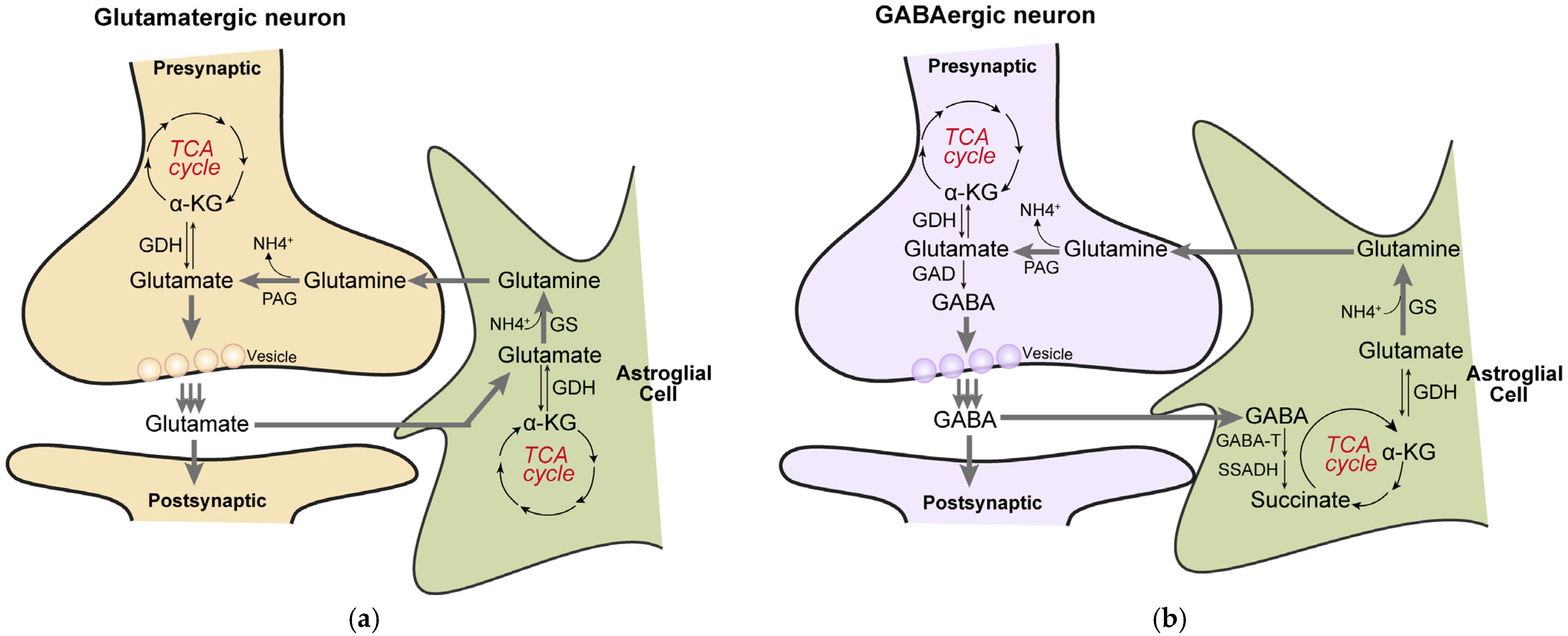 Biology 14 01777 g003 Biology 14 01777 g003