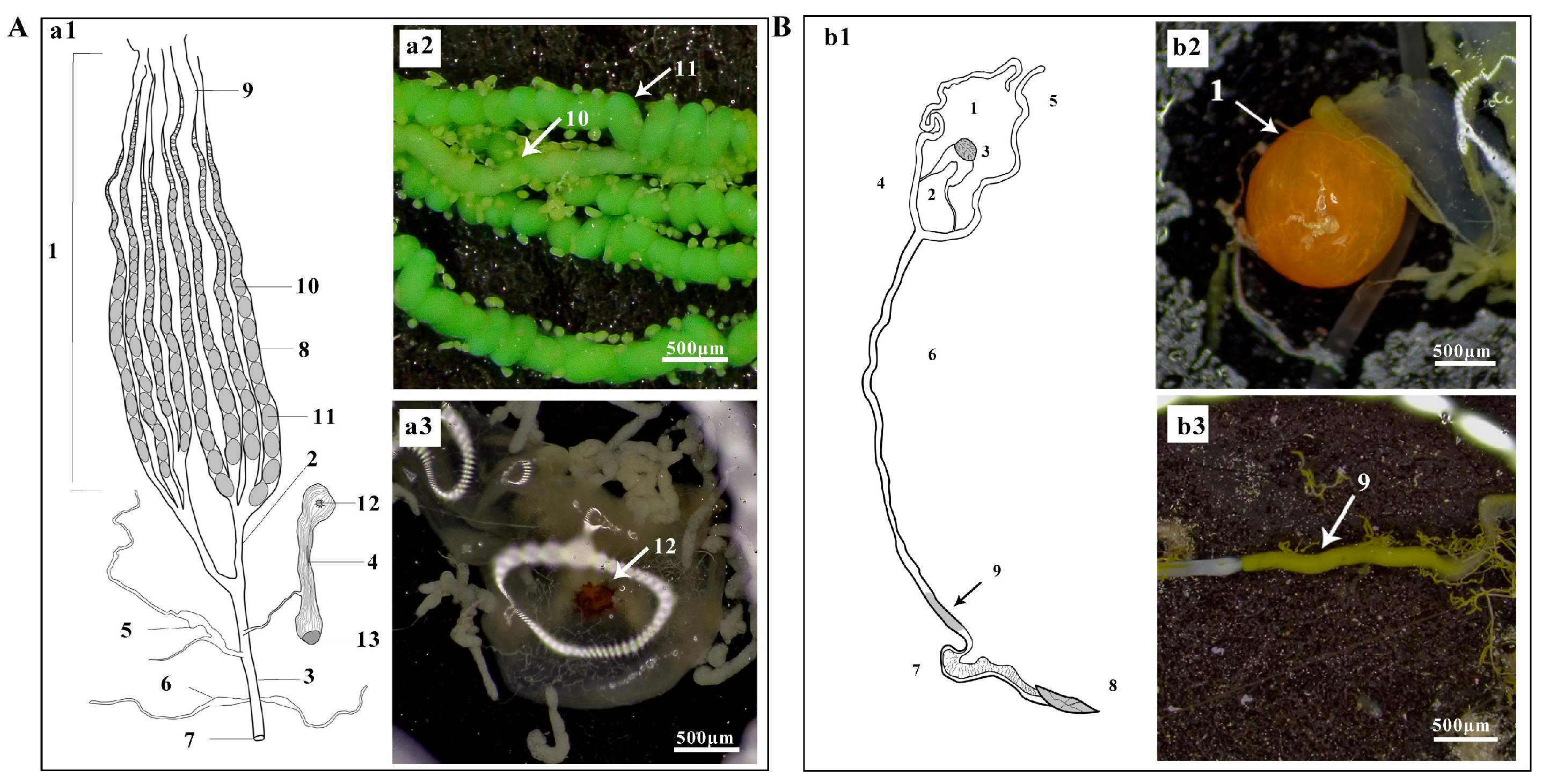 Biology 14 01780 g003 Biology 14 01780 g003
