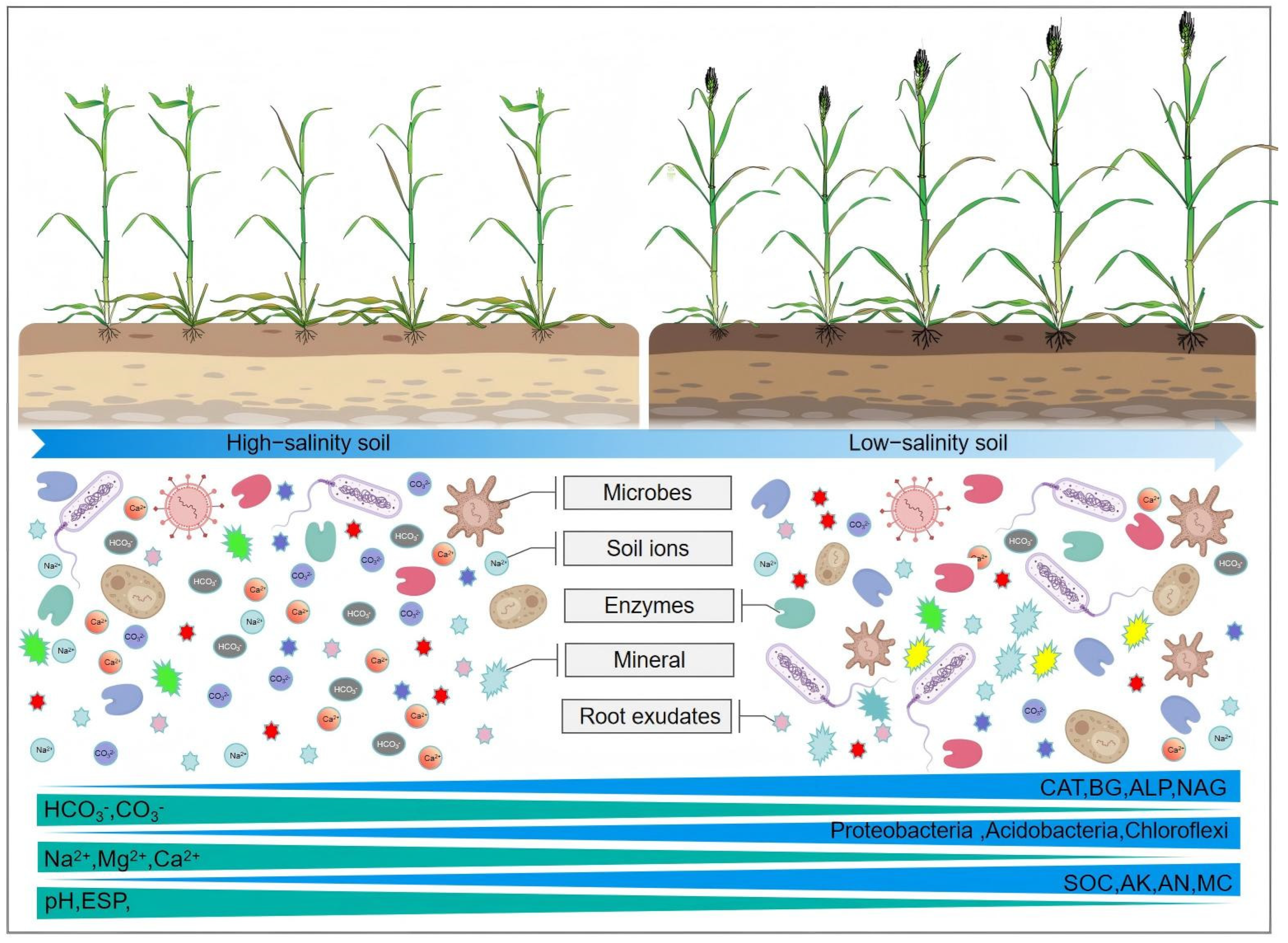 Biology 14 01788 g008 Biology 14 01788 g008