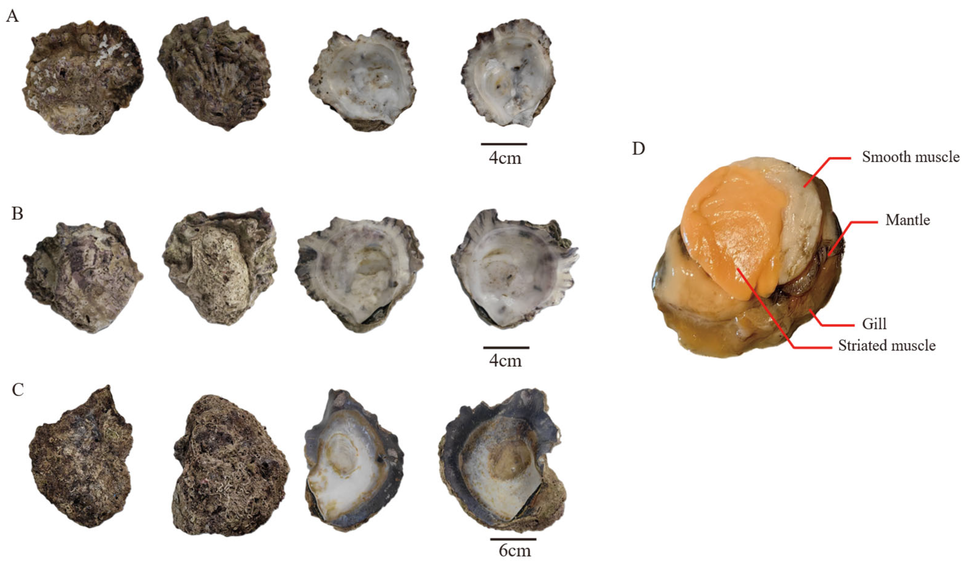 Biology 15 00004 g001