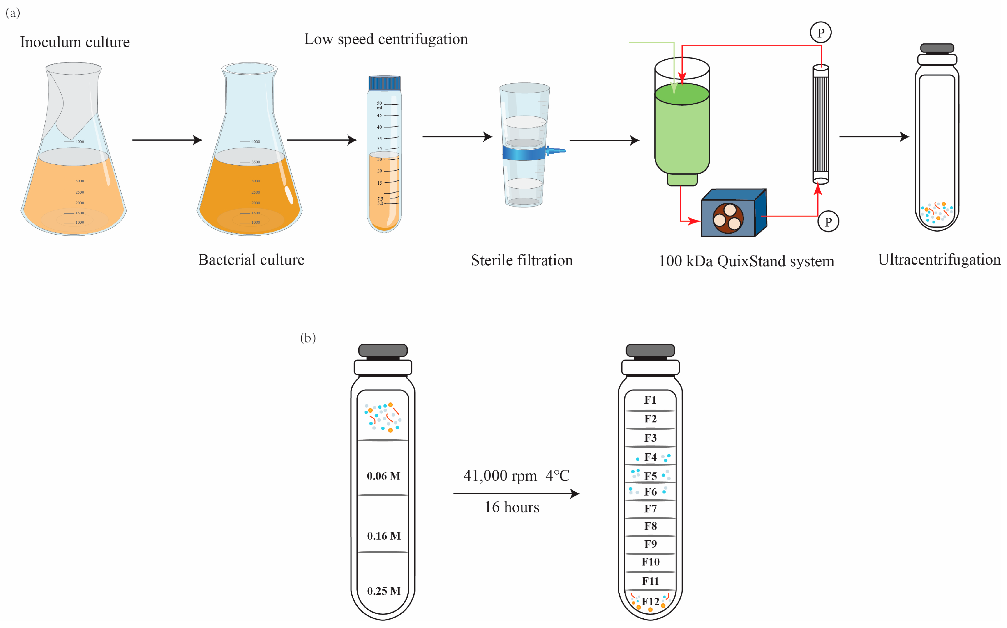 Biology 15 00011 g001