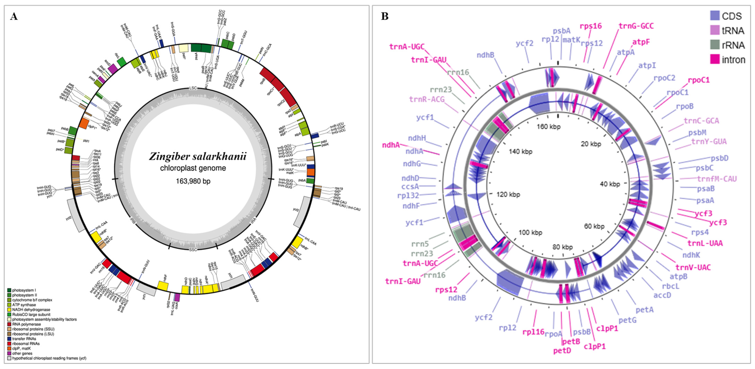 Biology 15 00014 g002