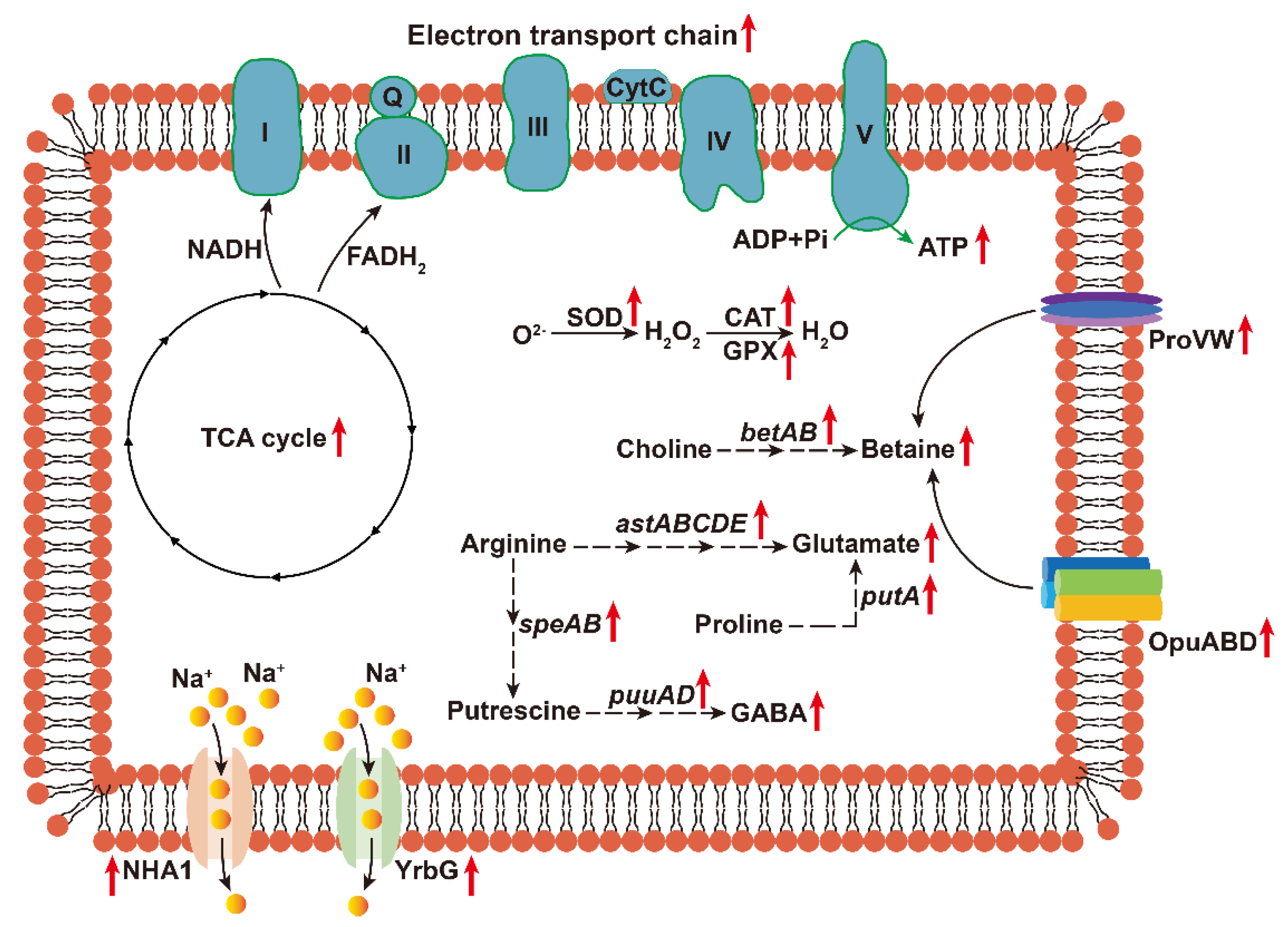 Biology 15 00045 g008