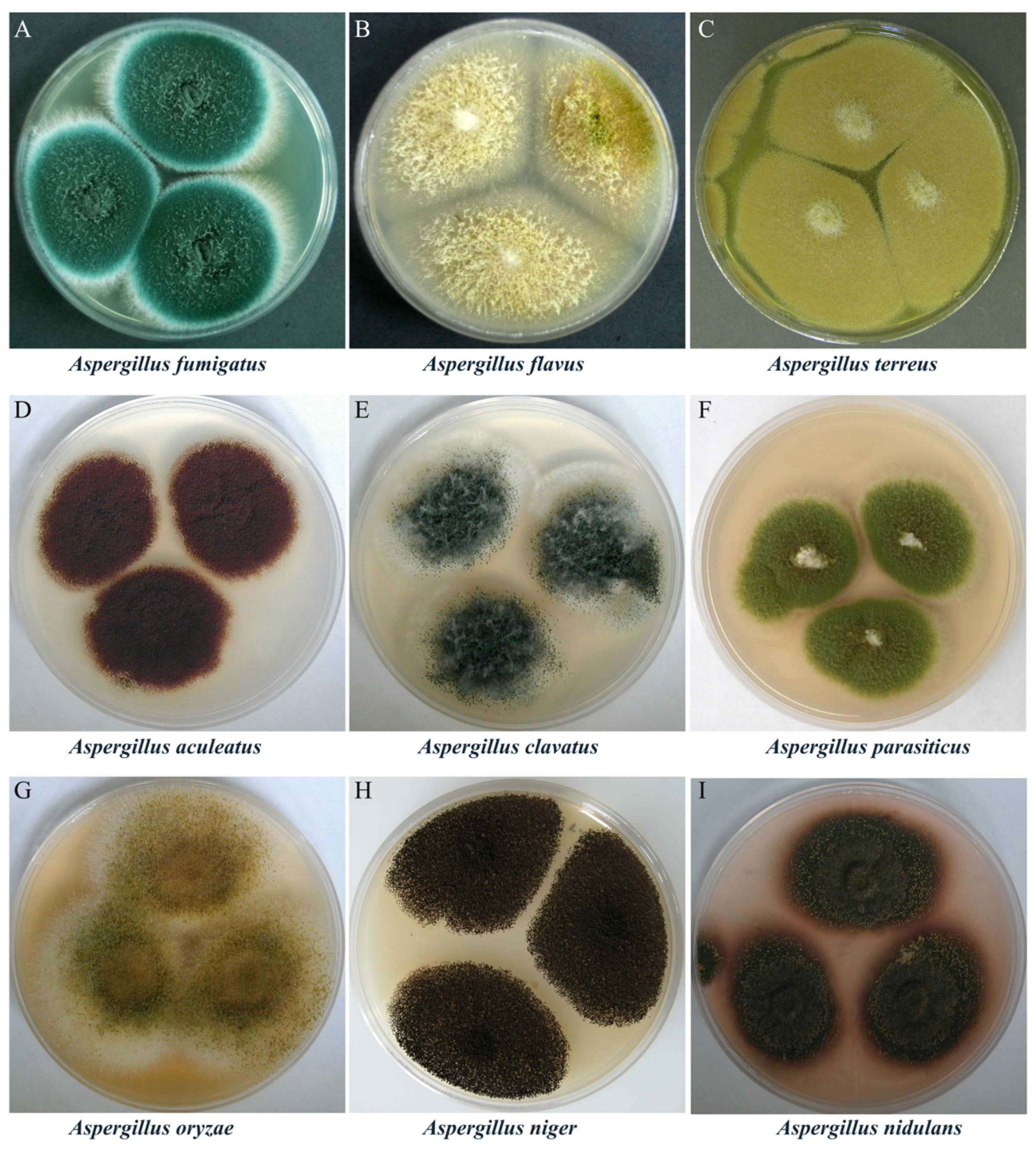 Biology 15 00053 g001