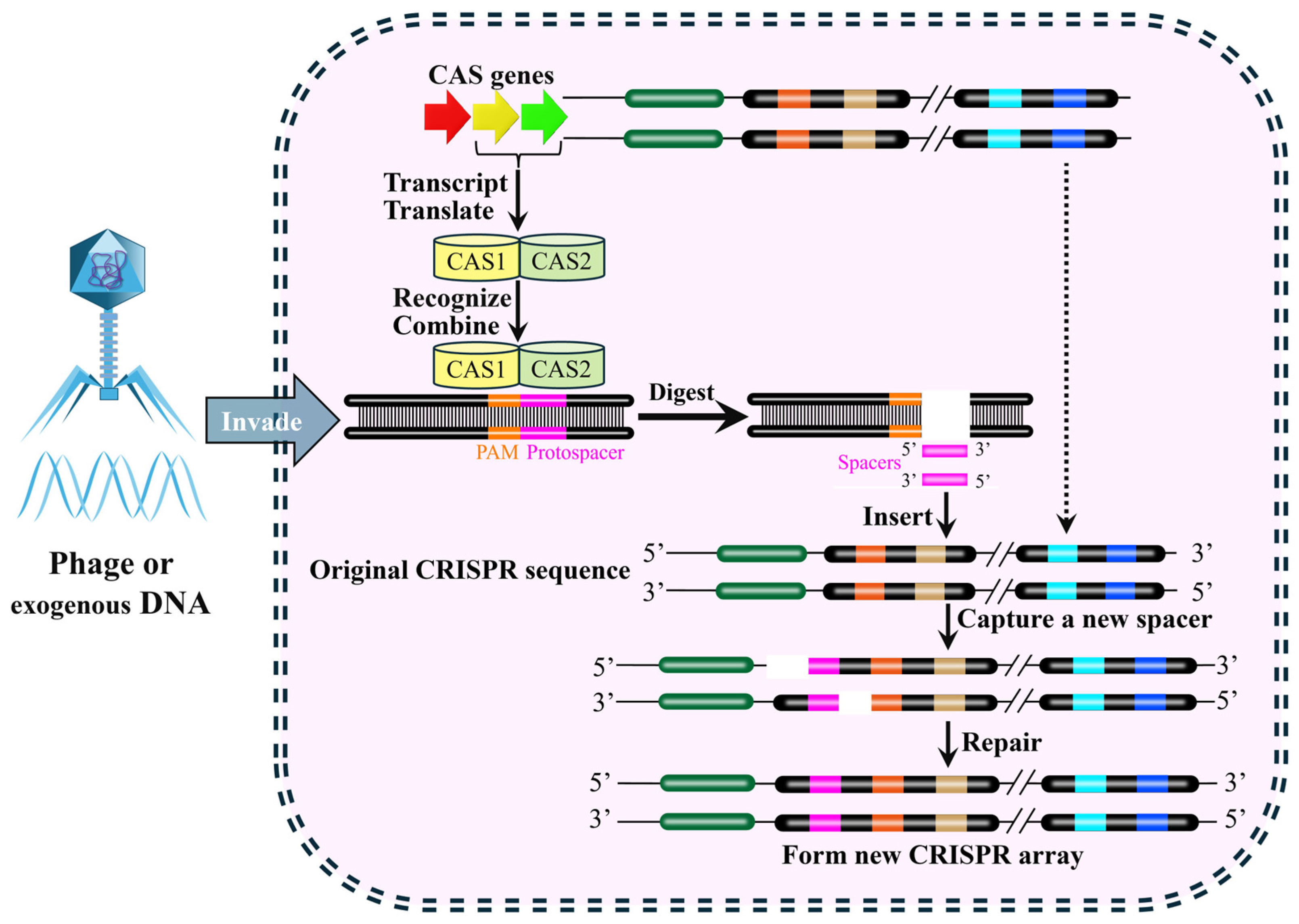 Biology 15 00053 g003