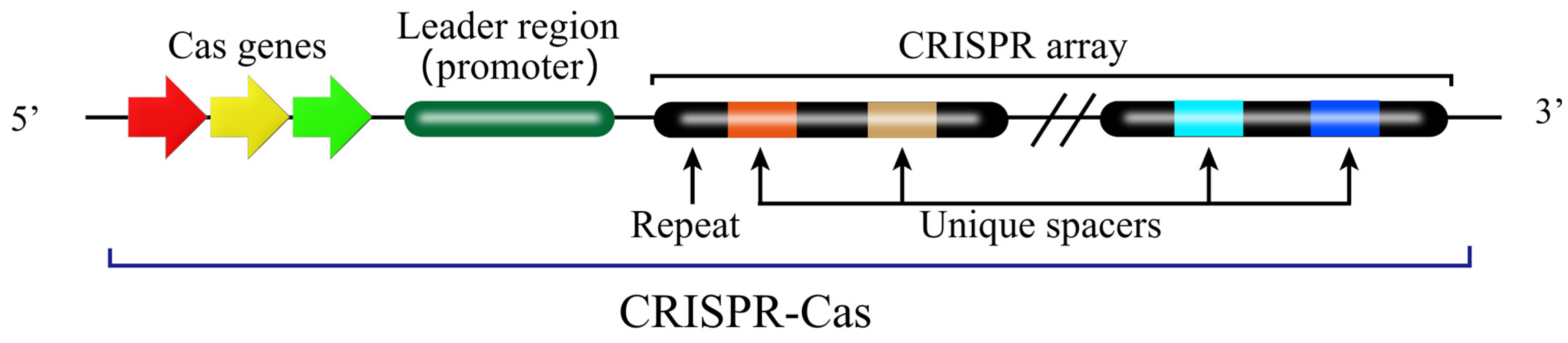 Biology 15 00053 g004