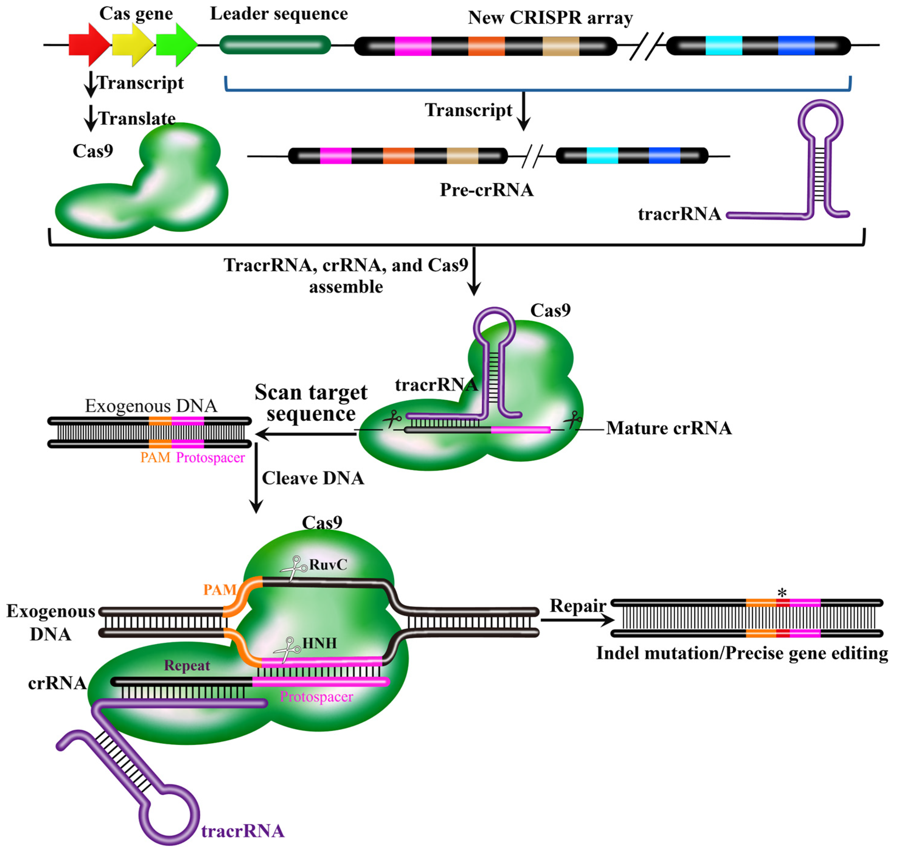 Biology 15 00053 g005