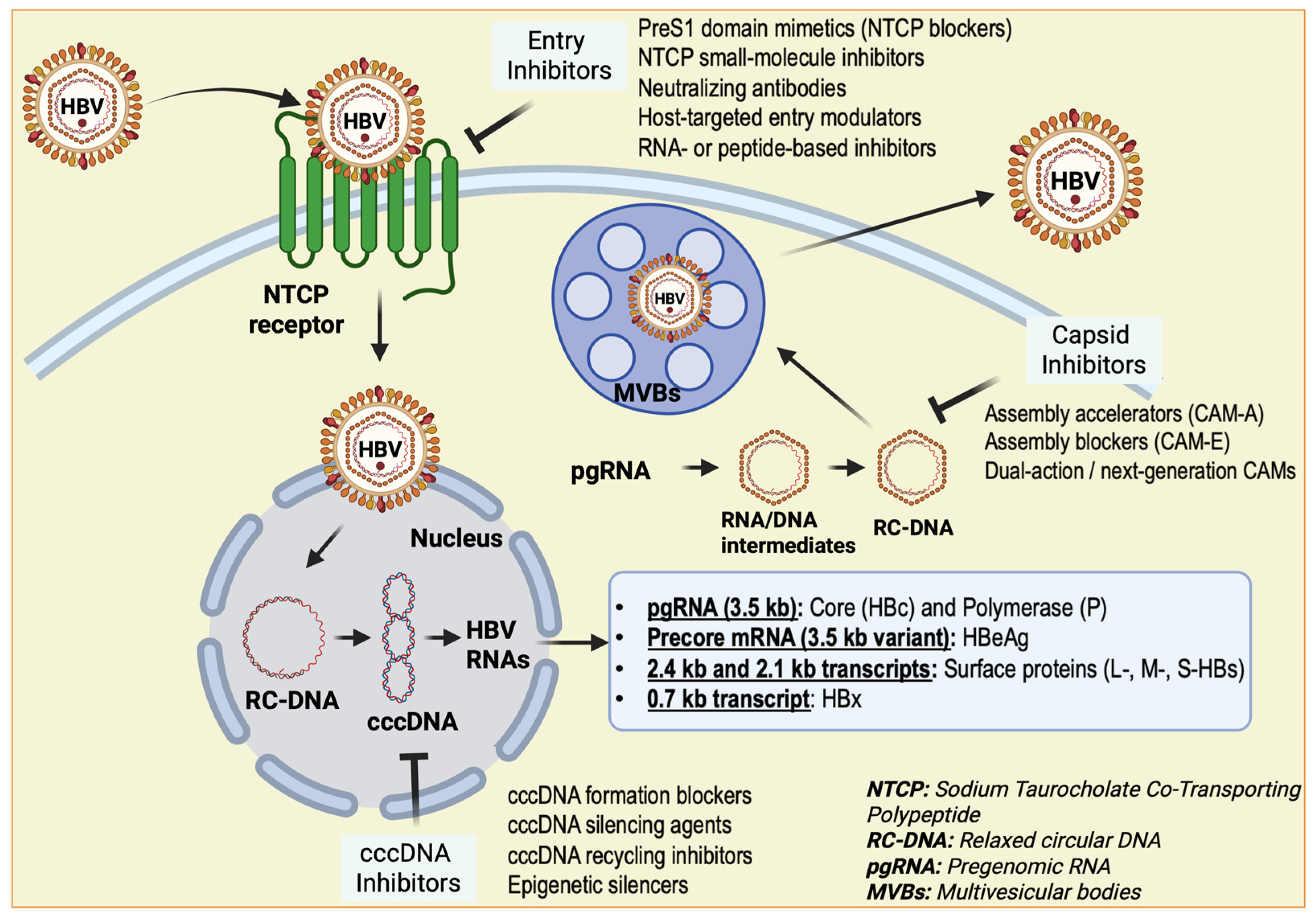Biology 15 00076 g001