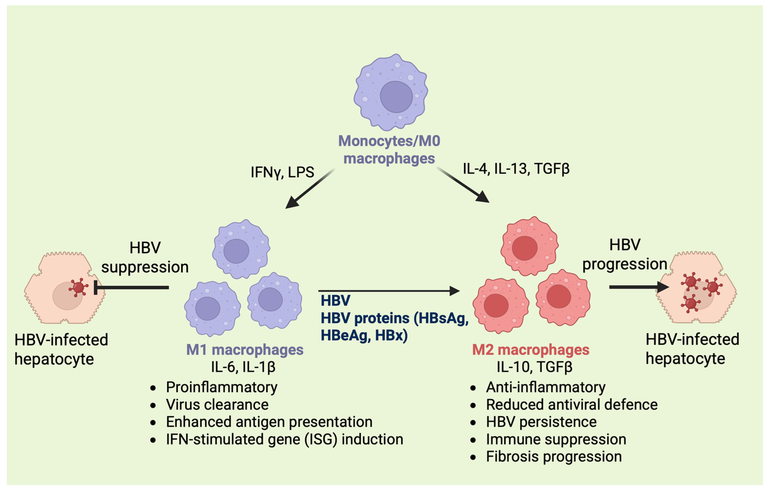 Biology 15 00076 g002