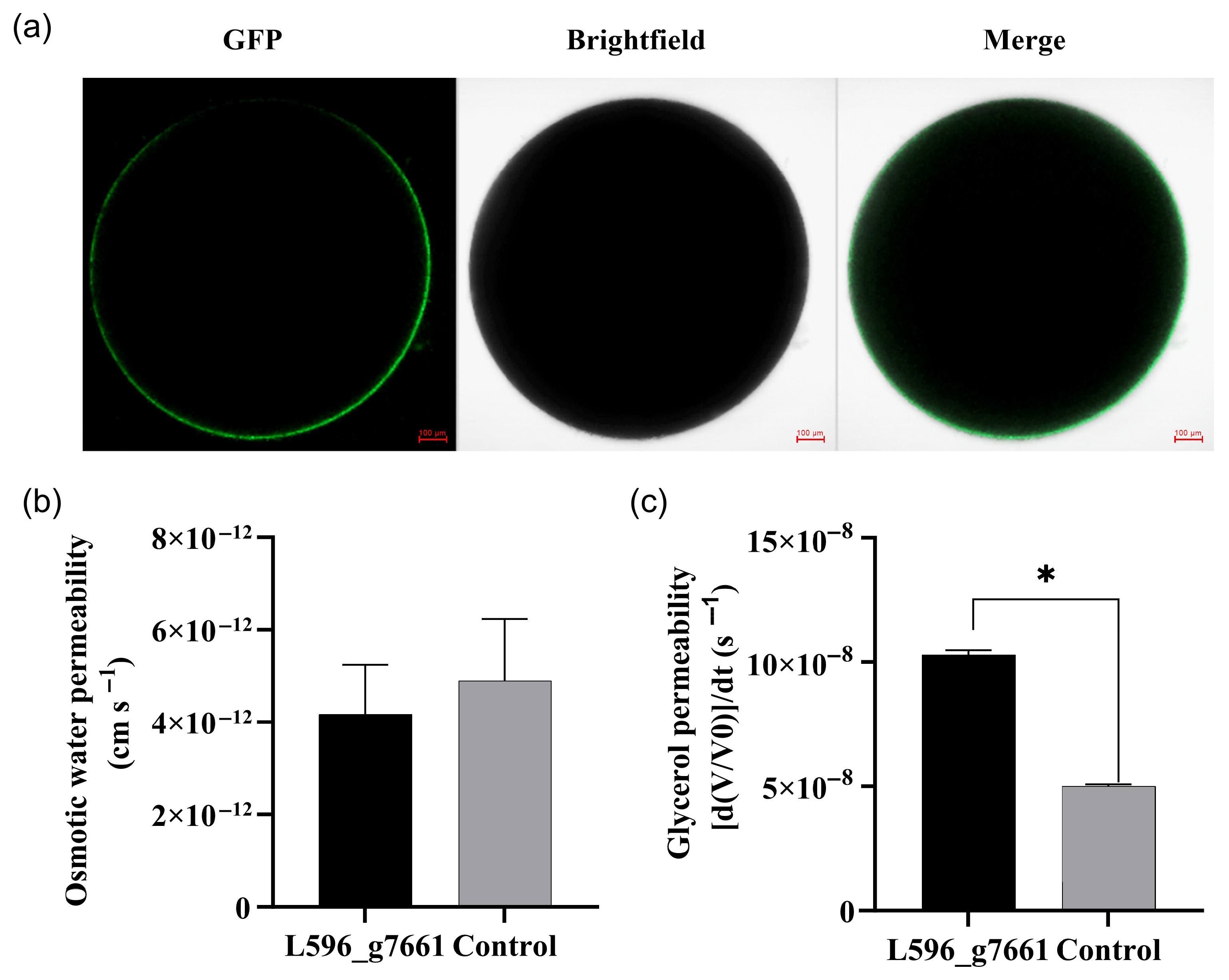 Biology 15 00078 g004