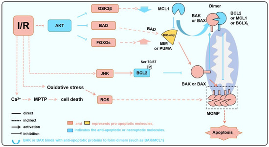 BAK and BAX: Therapeutic Targets for Acute Myocardial Infarction