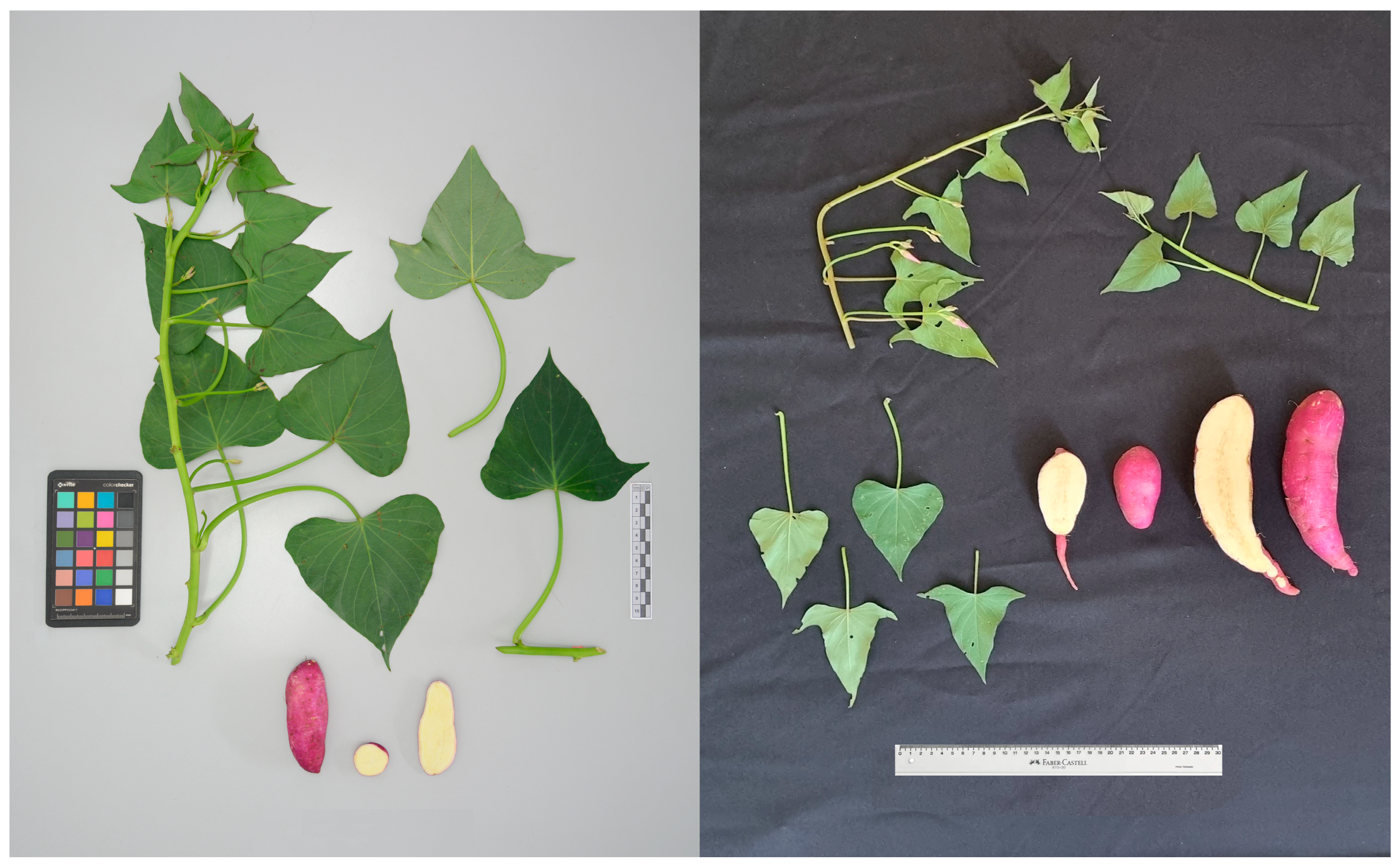 Biology 15 00091 g005 Biology 15 00091 g005