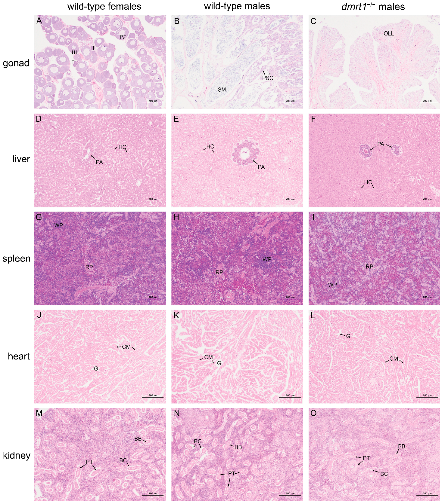 Biology 15 00093 g004