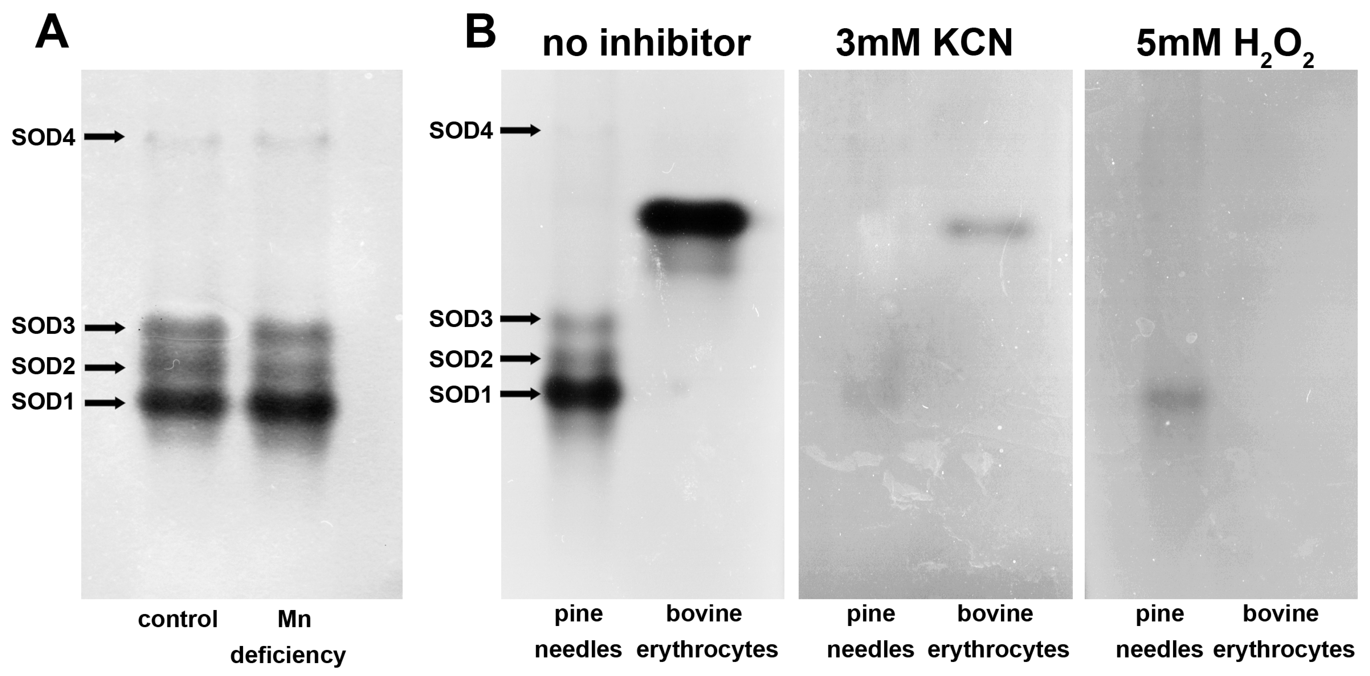 Biology 15 00101 g004