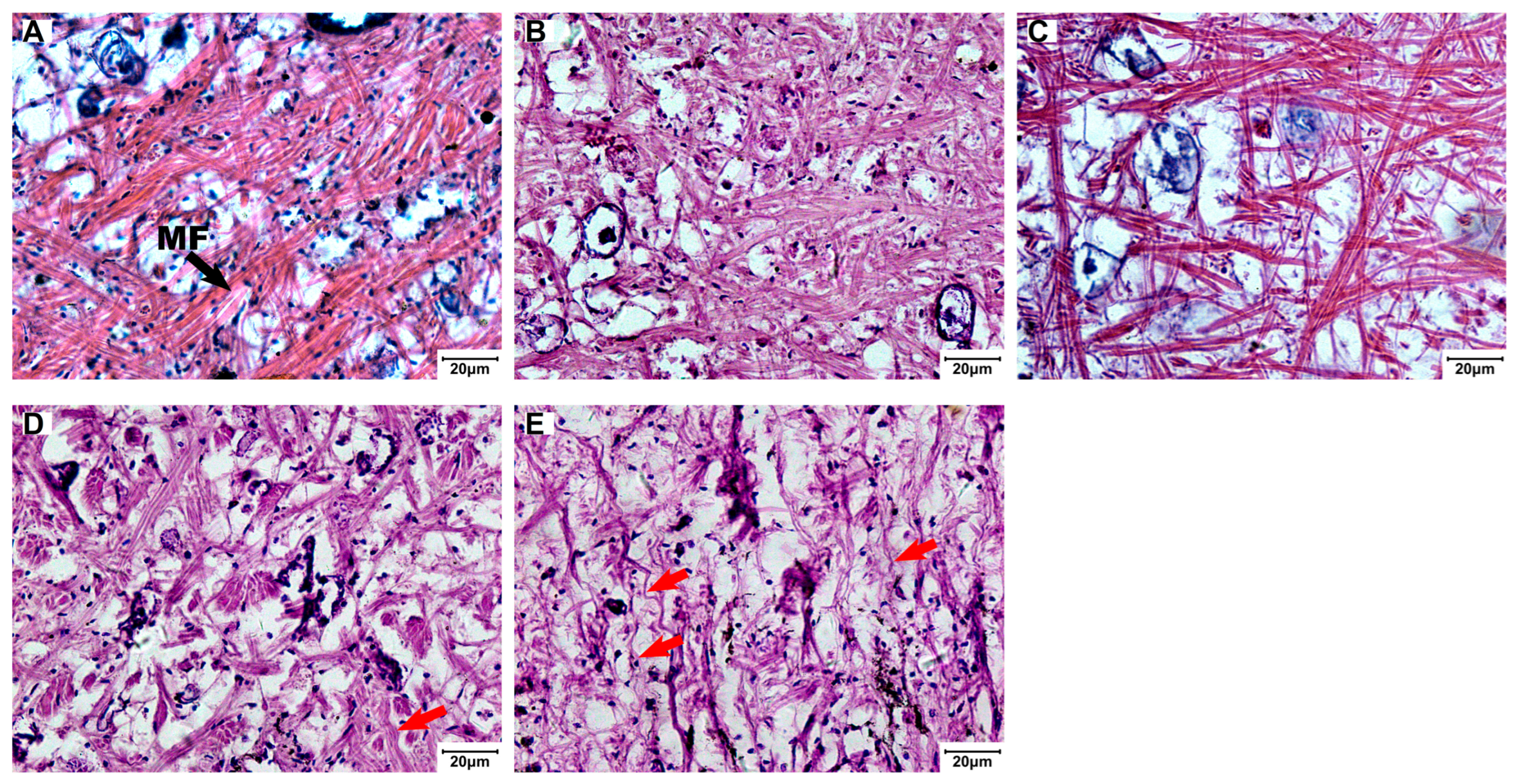 Biology 15 00102 g007