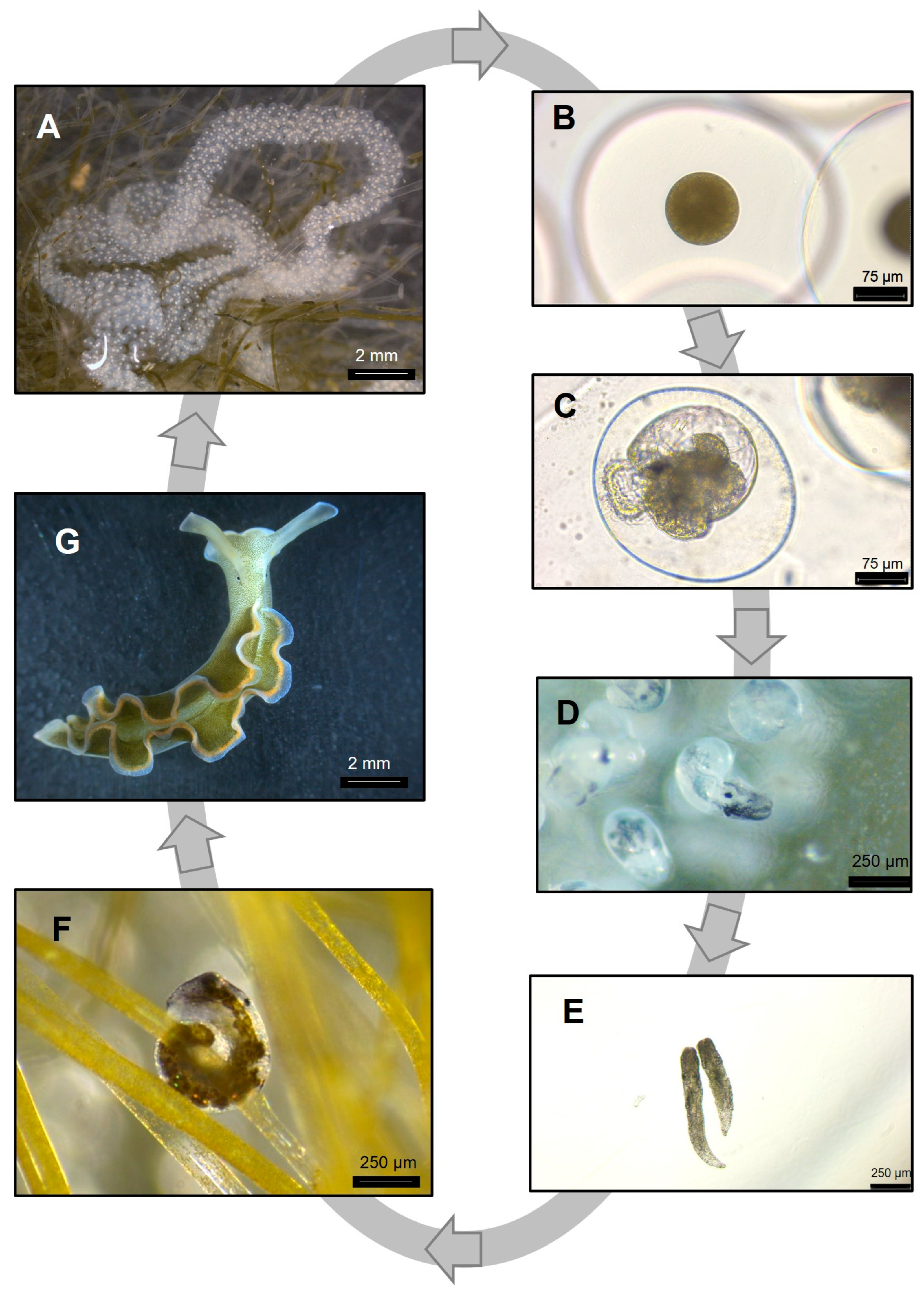 Biology 15 00168 g002