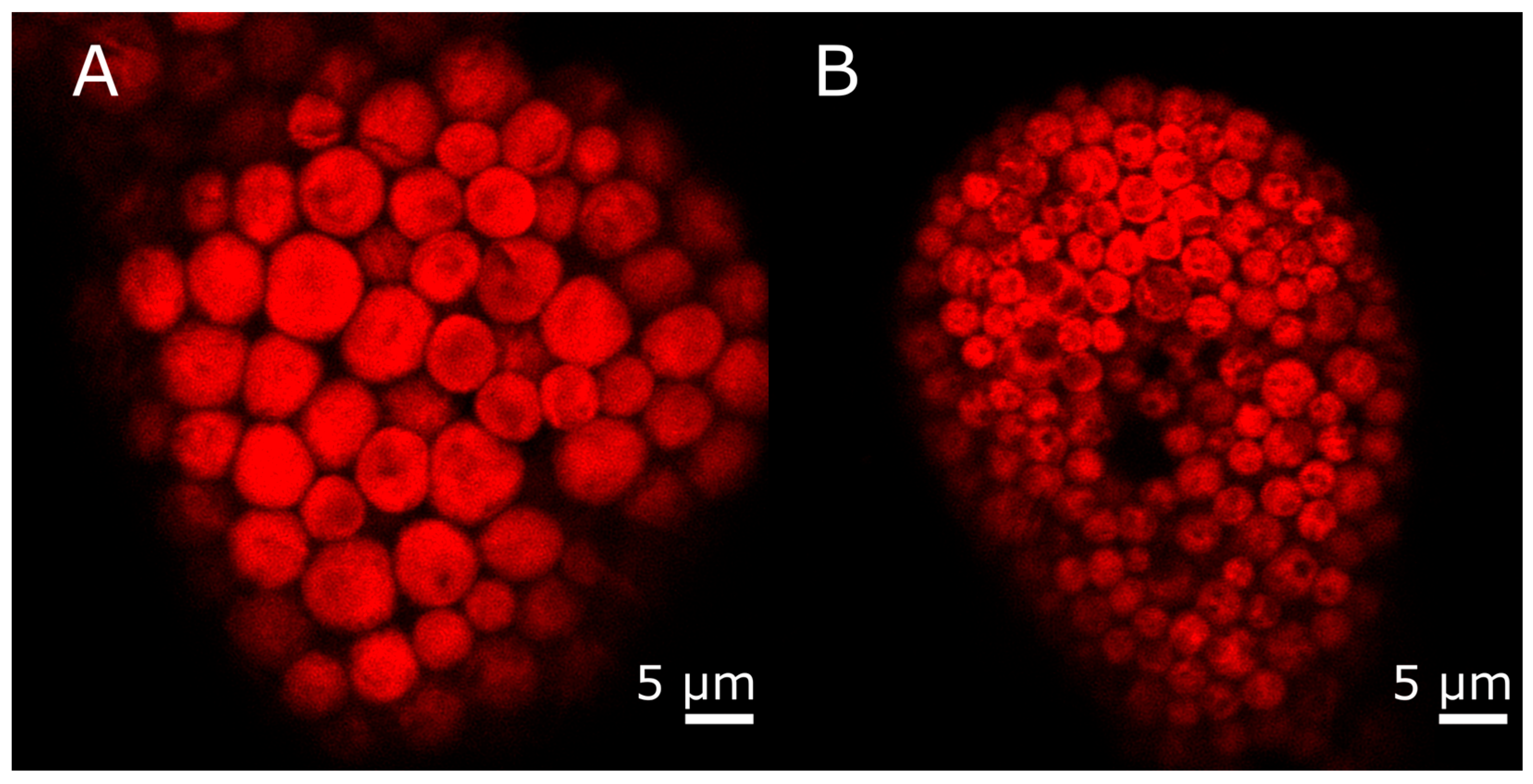 Biology 15 00168 g004