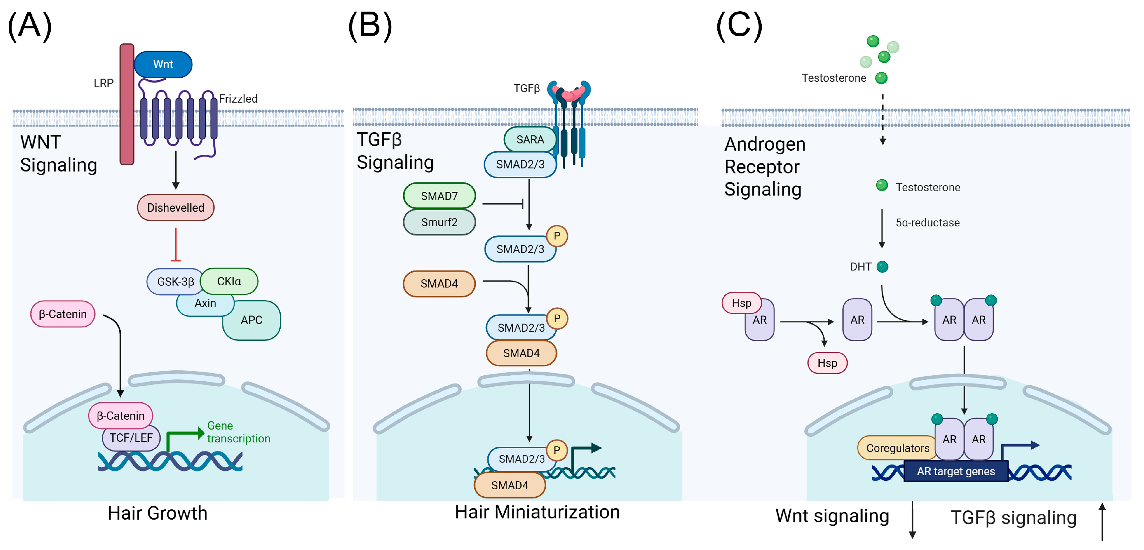 Biology 15 00192 g001