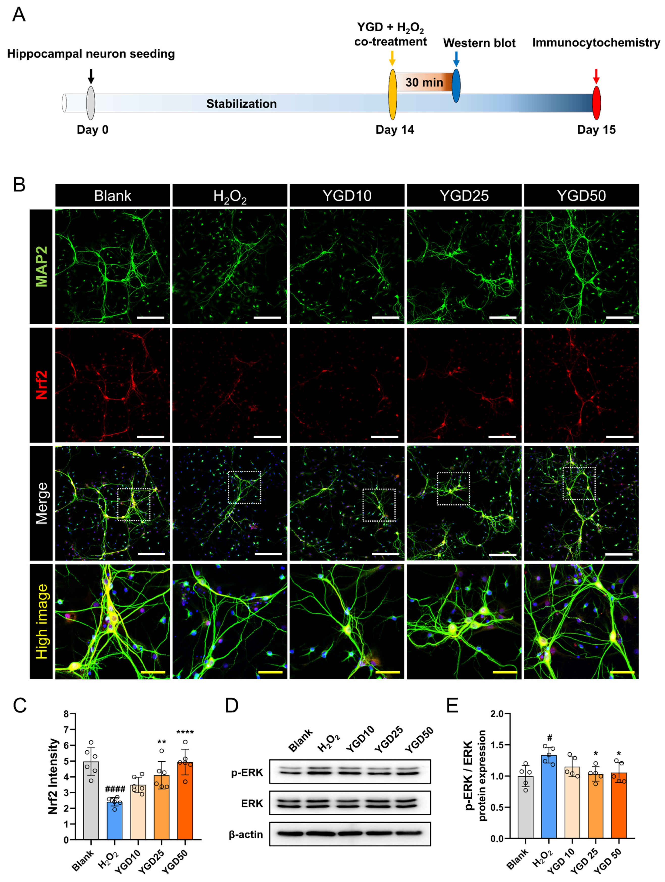 Biology 15 00294 g004
