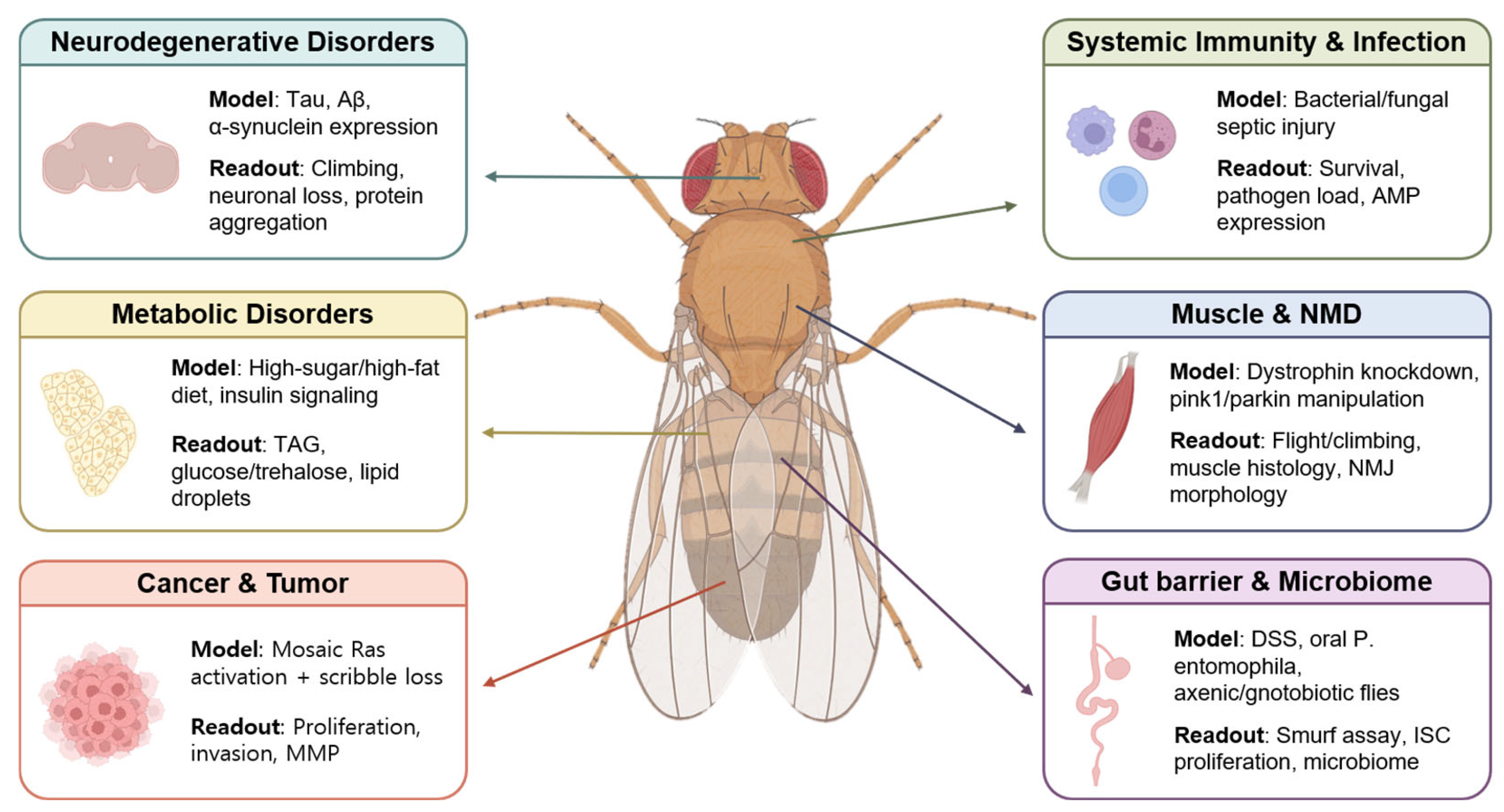 glutathion drosophila rythm A Landscape of melanogaster Disease Models: From Genetic Platforms to Cross-Disease Mechanisms and Translational Research Dr James Improved Glutathione