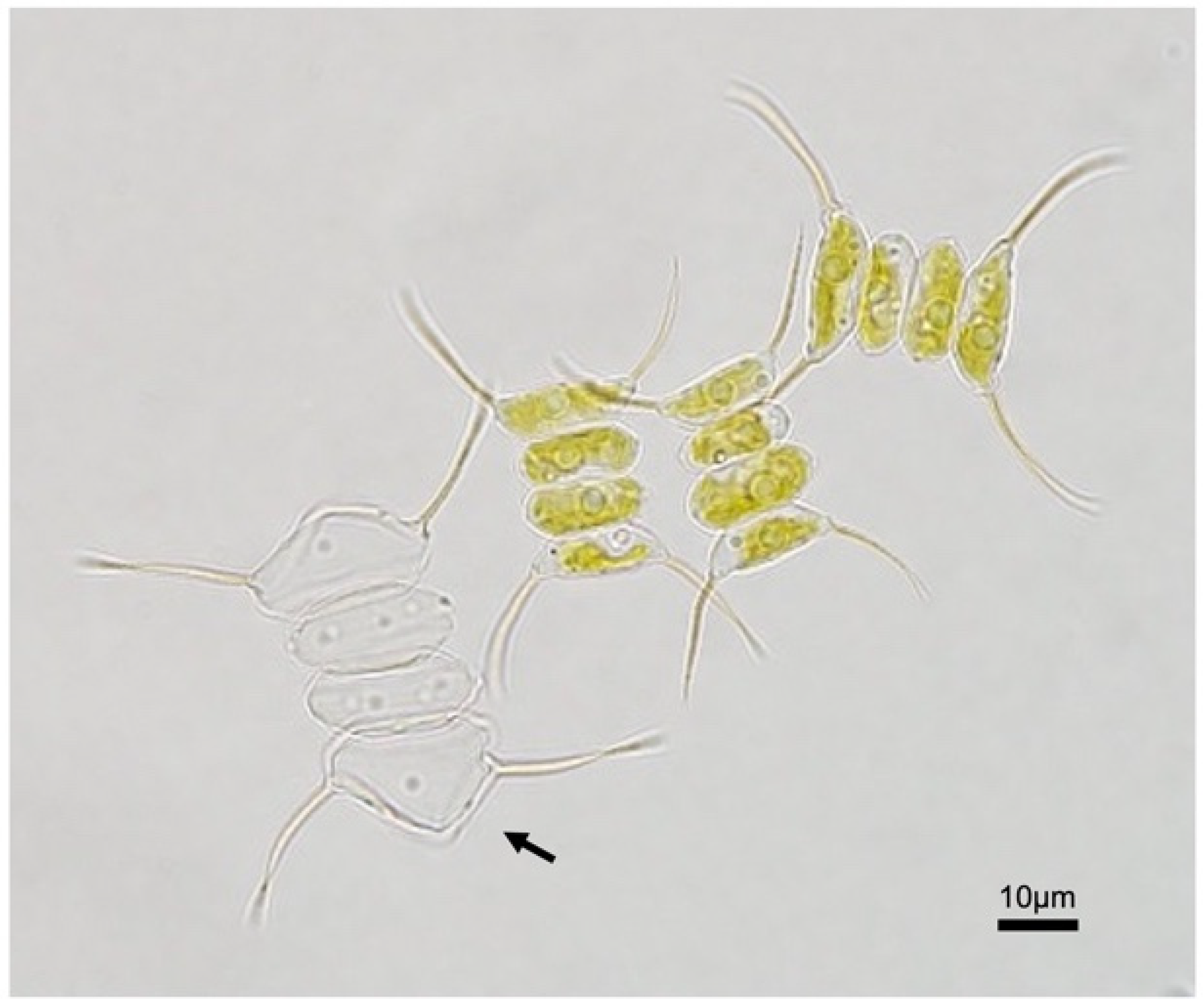 Biomass 01 00008 g002 550