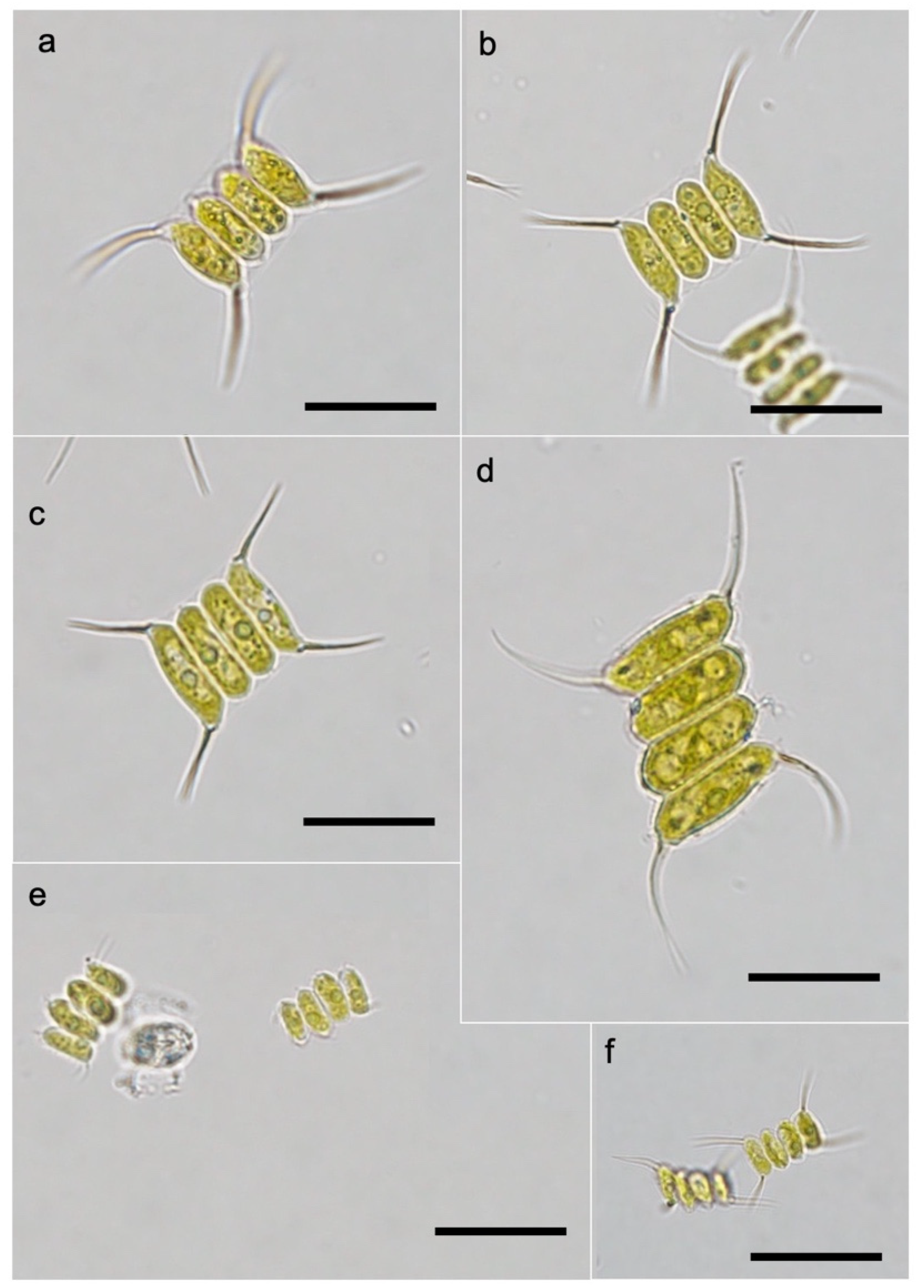 Biomass 01 00008 g003 550