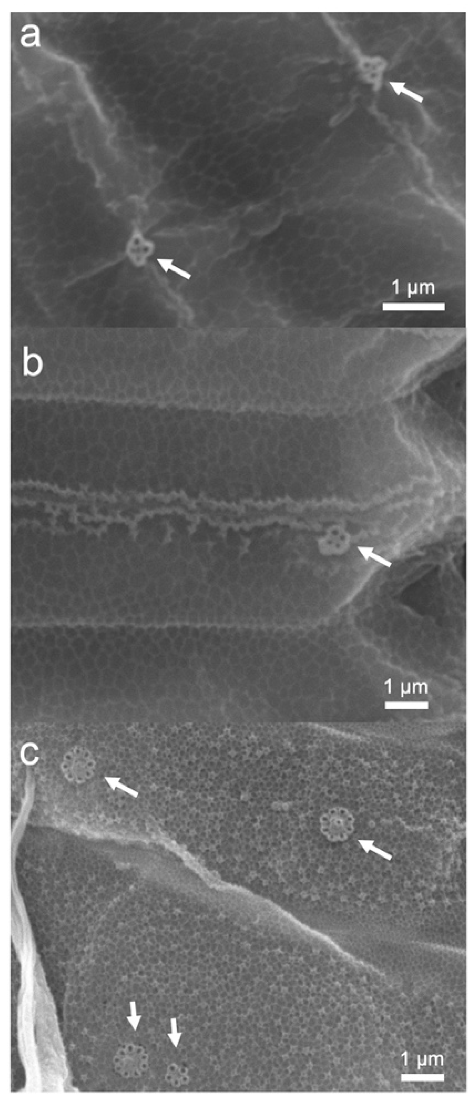 Biomass 01 00008 g004 550