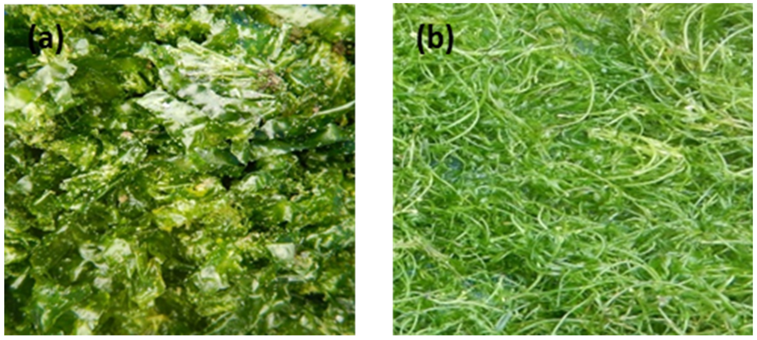 Biomass 02 00001 g001 550