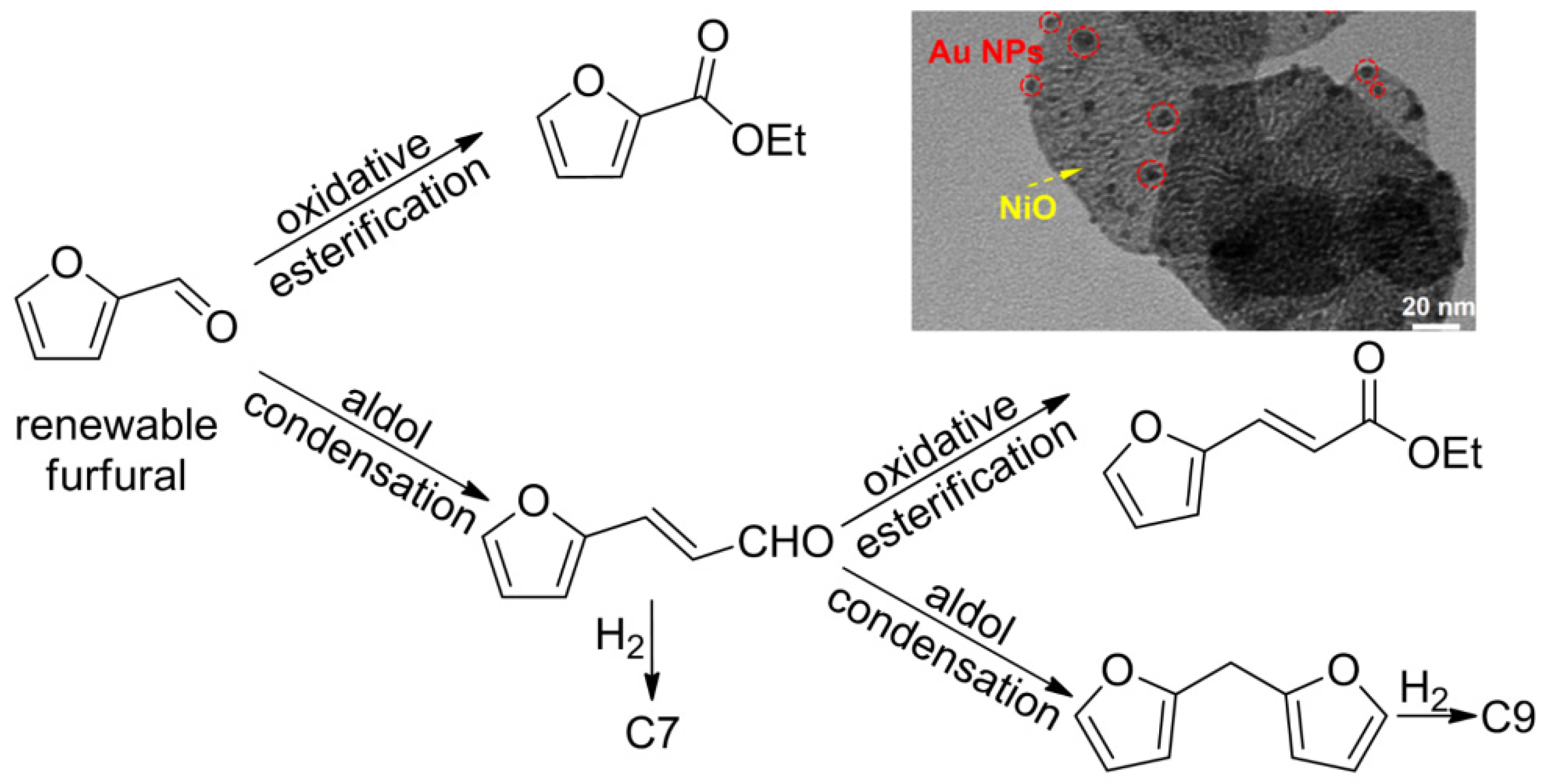 Biomass 02 00007 g006