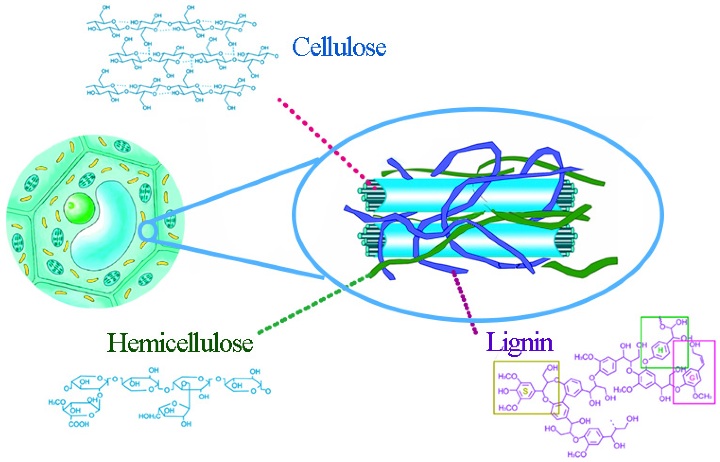Biomass Free FullText The Role of Lignin Structure on Cellulase