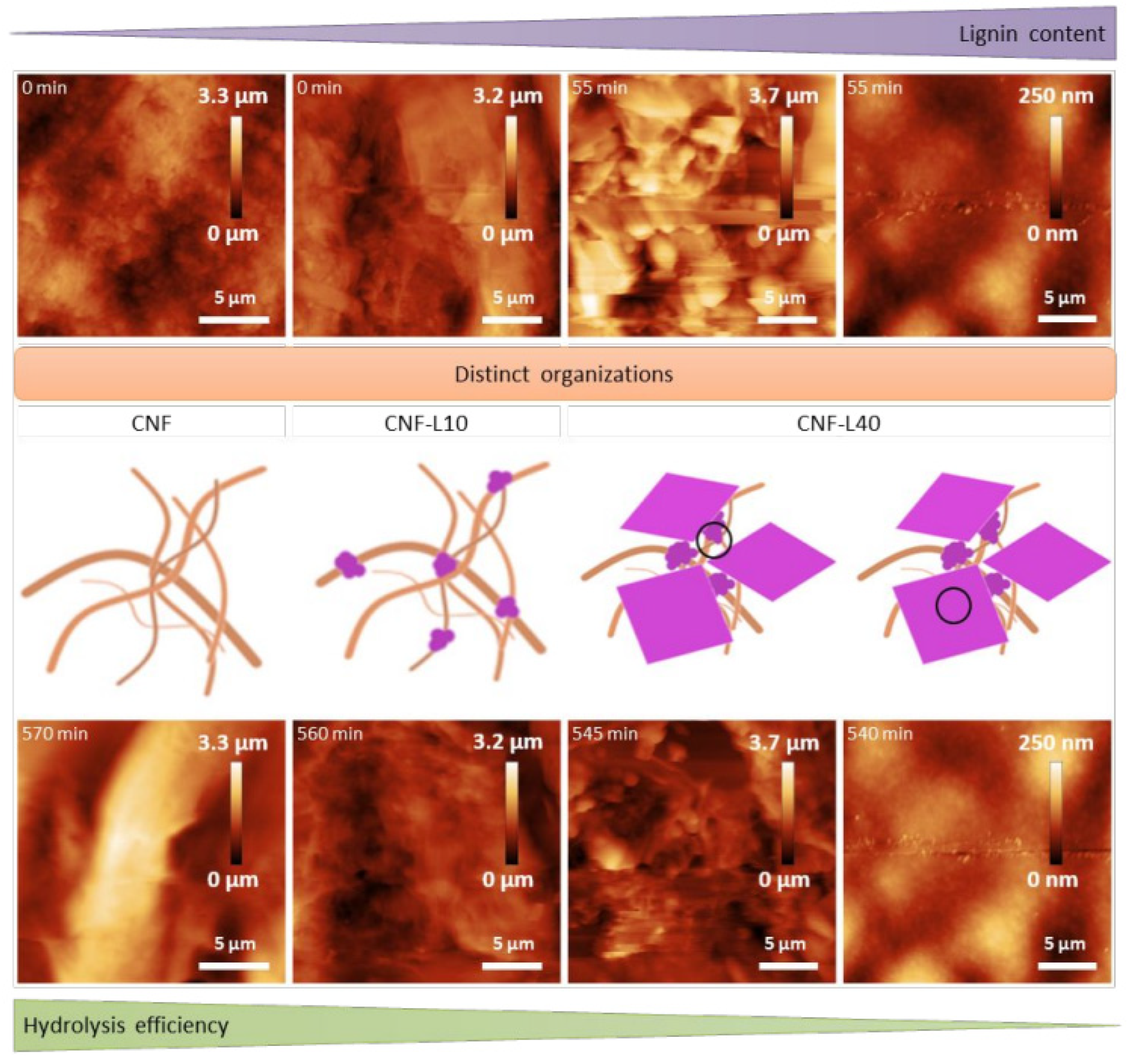 Biomass 03 00007 g006