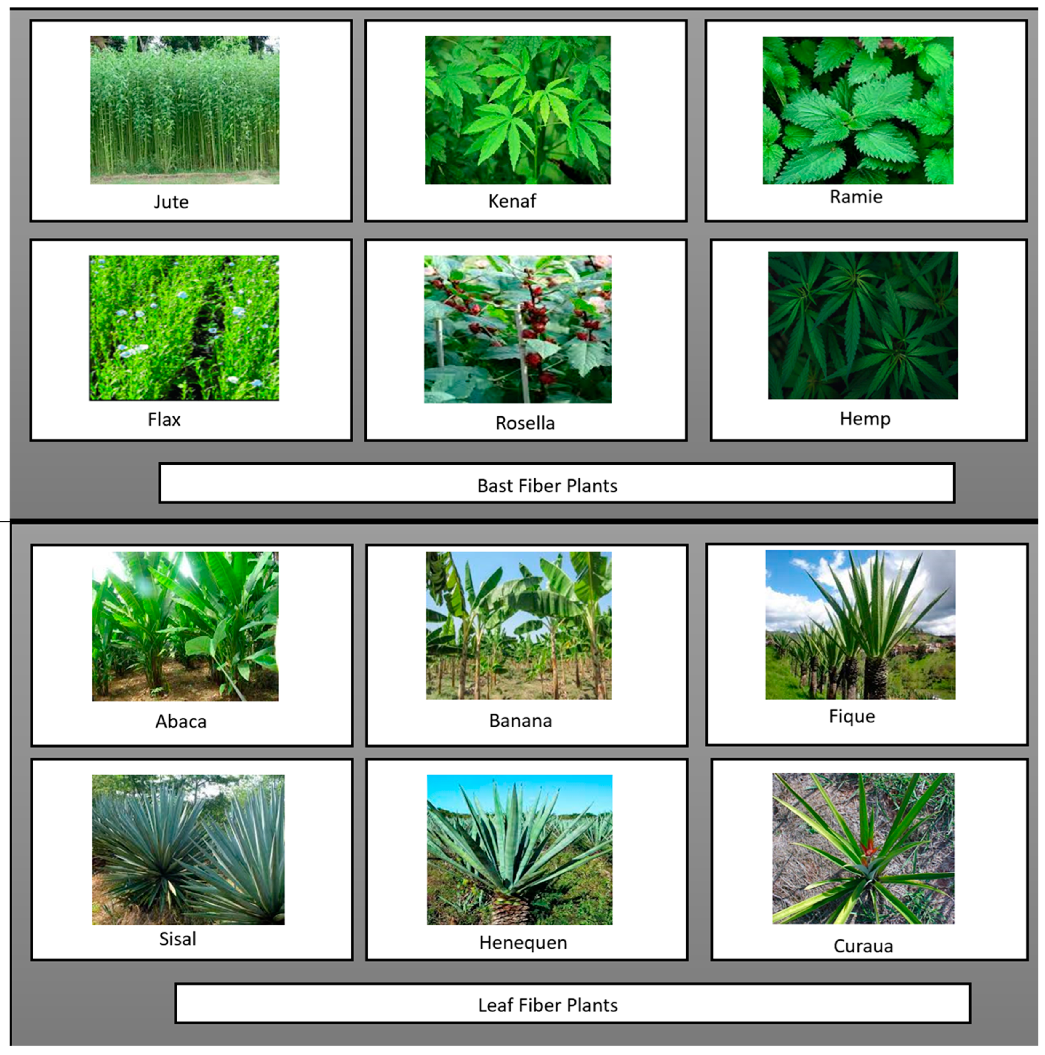 Biomass 04 00018 g004
