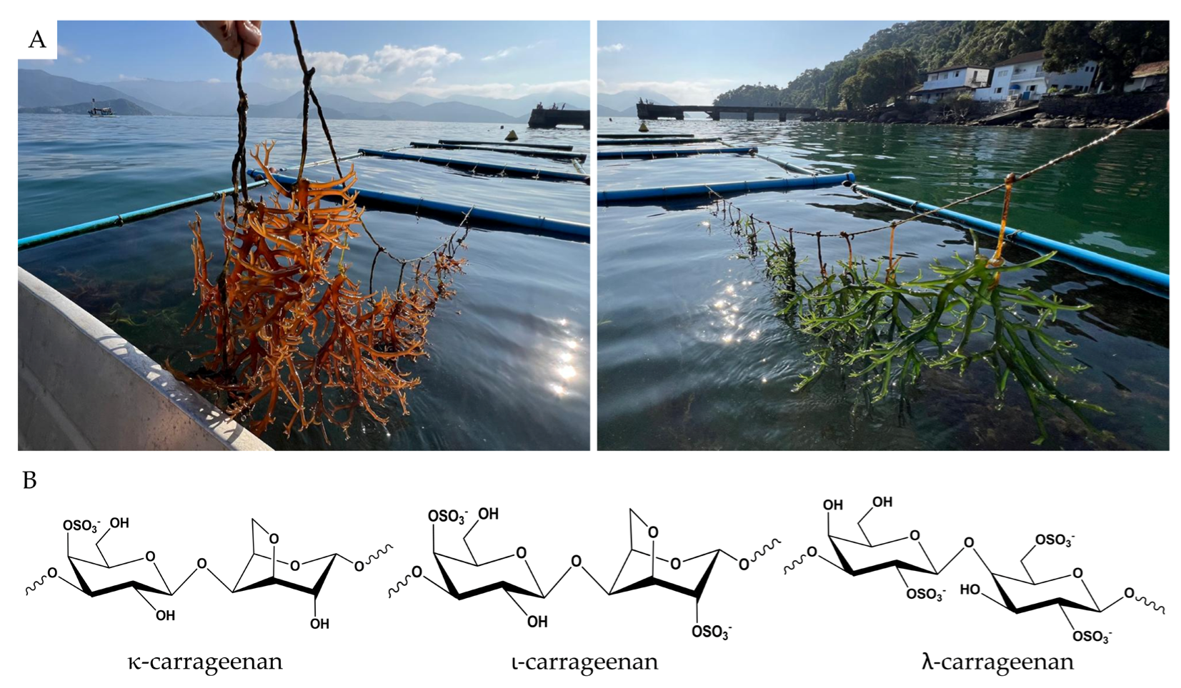Biomass 06 00011 g001