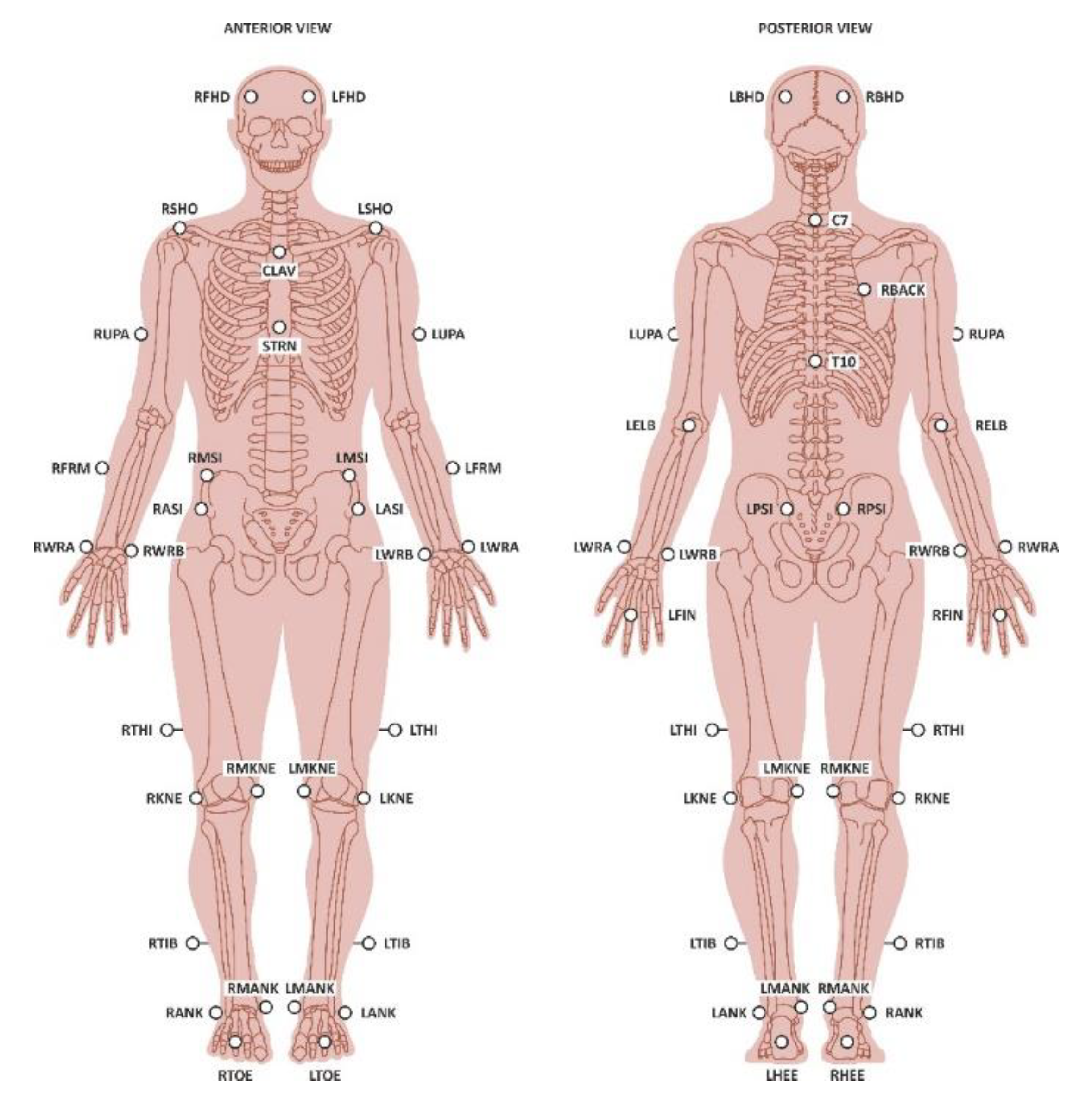 Cardiovascular responses to leg muscle loading during head-down