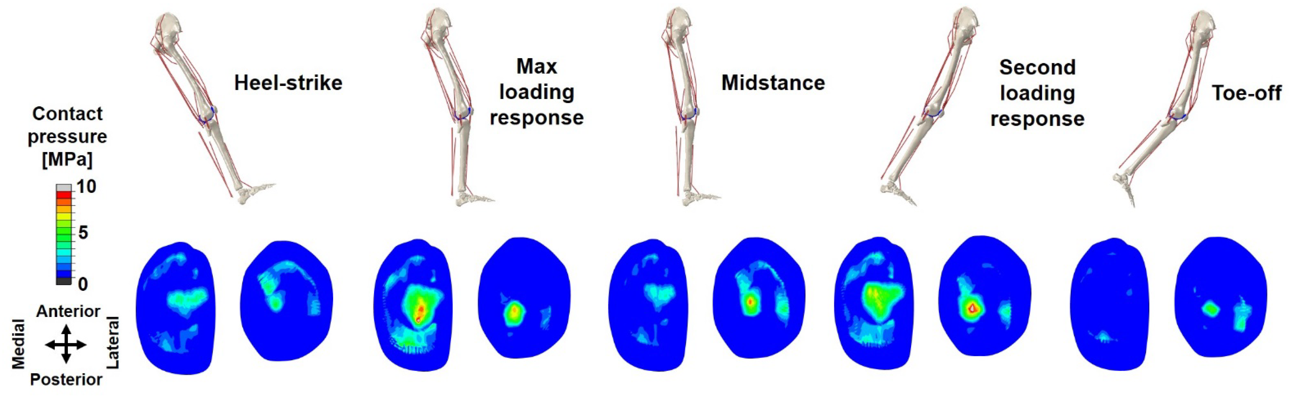 Biomechanics 01 00025 g007