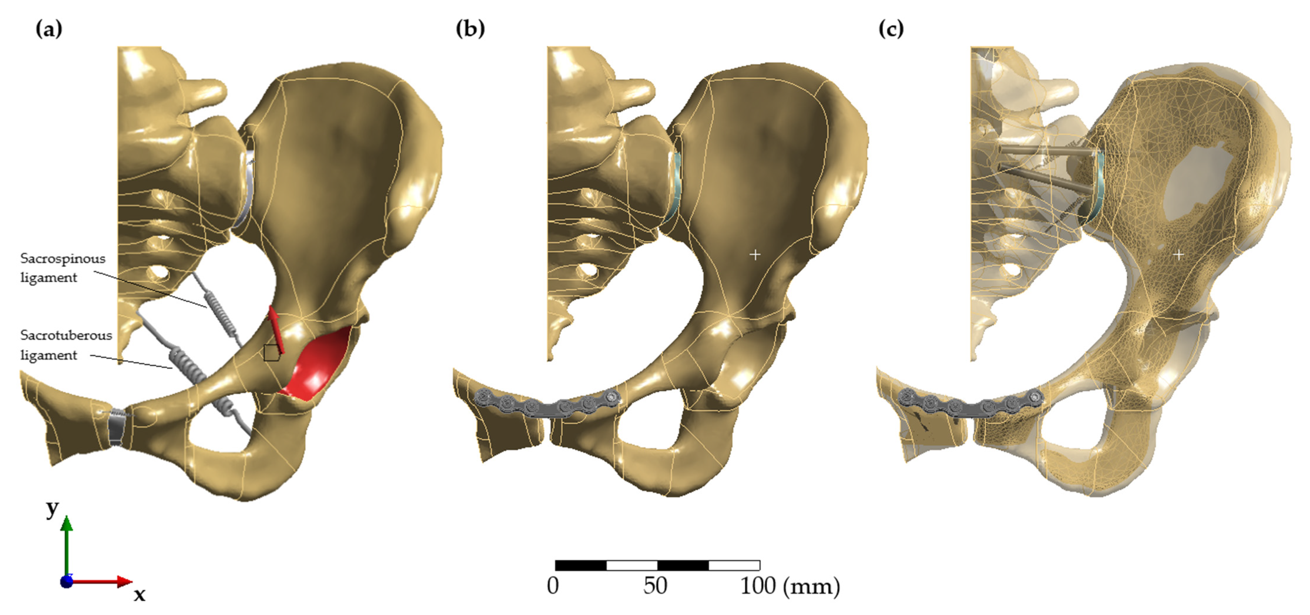 Biomechanics 01 00027 g002 Biomechanics 01 00027 g002
