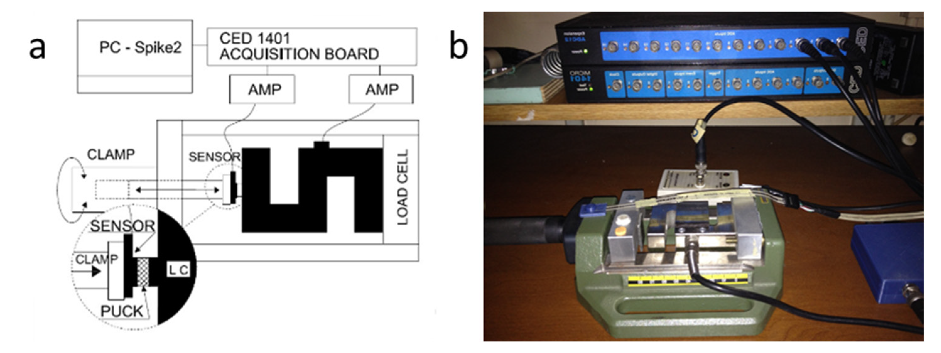 Biomechanics 03 00011 g002 Biomechanics 03 00011 g002
