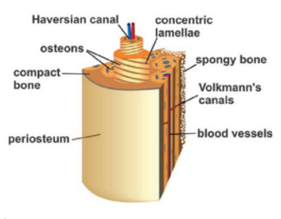 An Overview of Selected Material Properties in Finite Element Modeling of the Human Femur