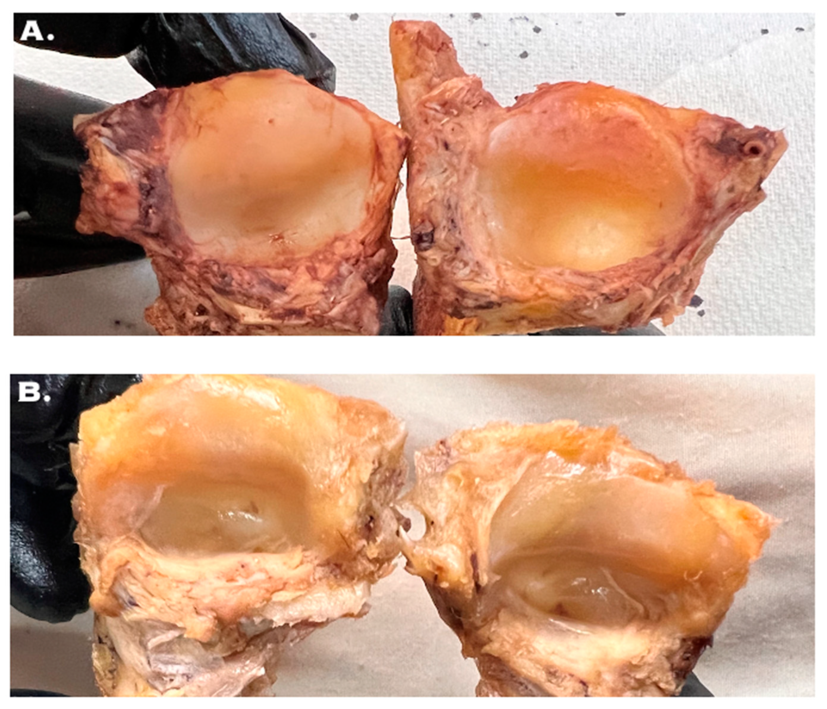 Biomechanics 04 00026 g006