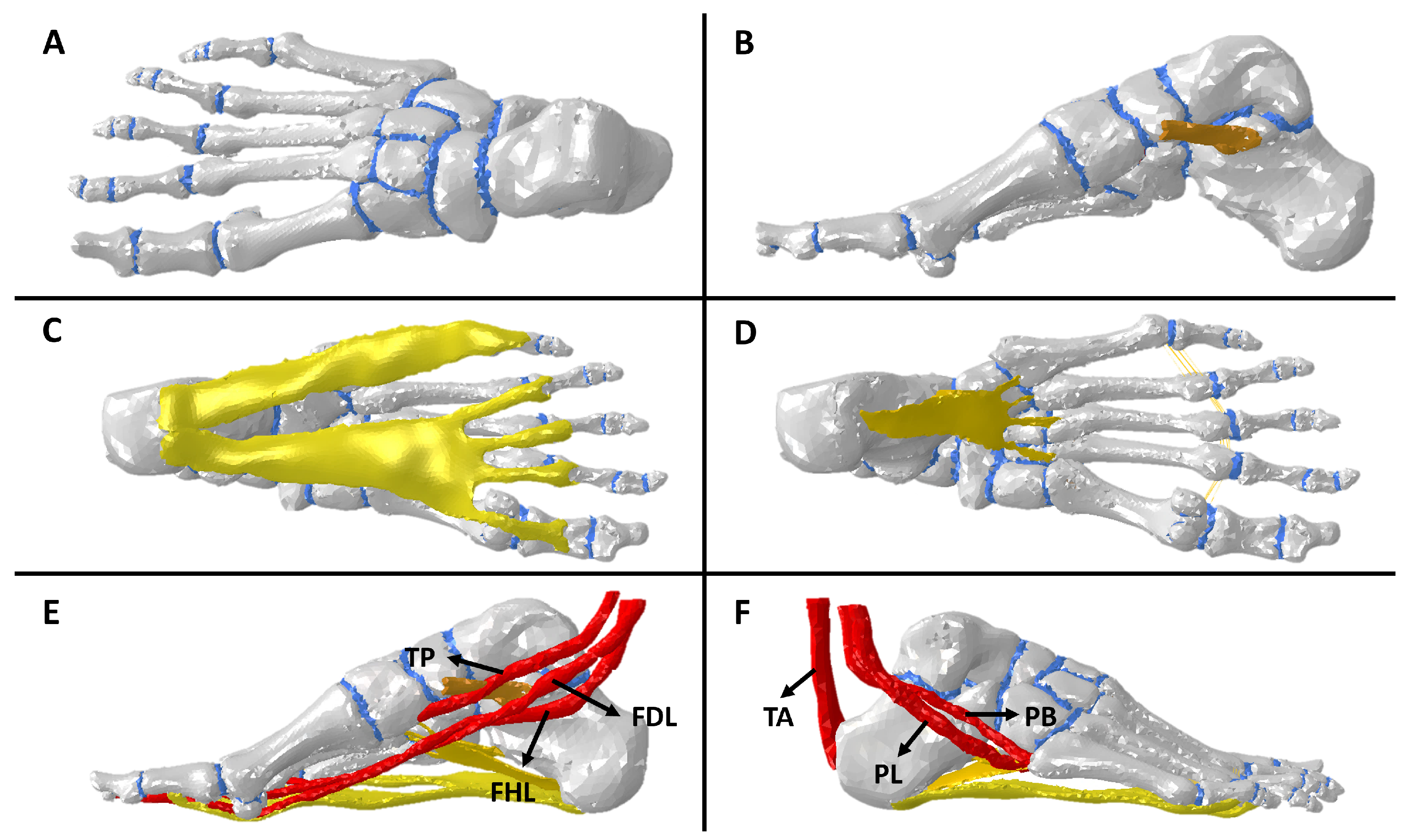 Biomechanics 04 00035 g001