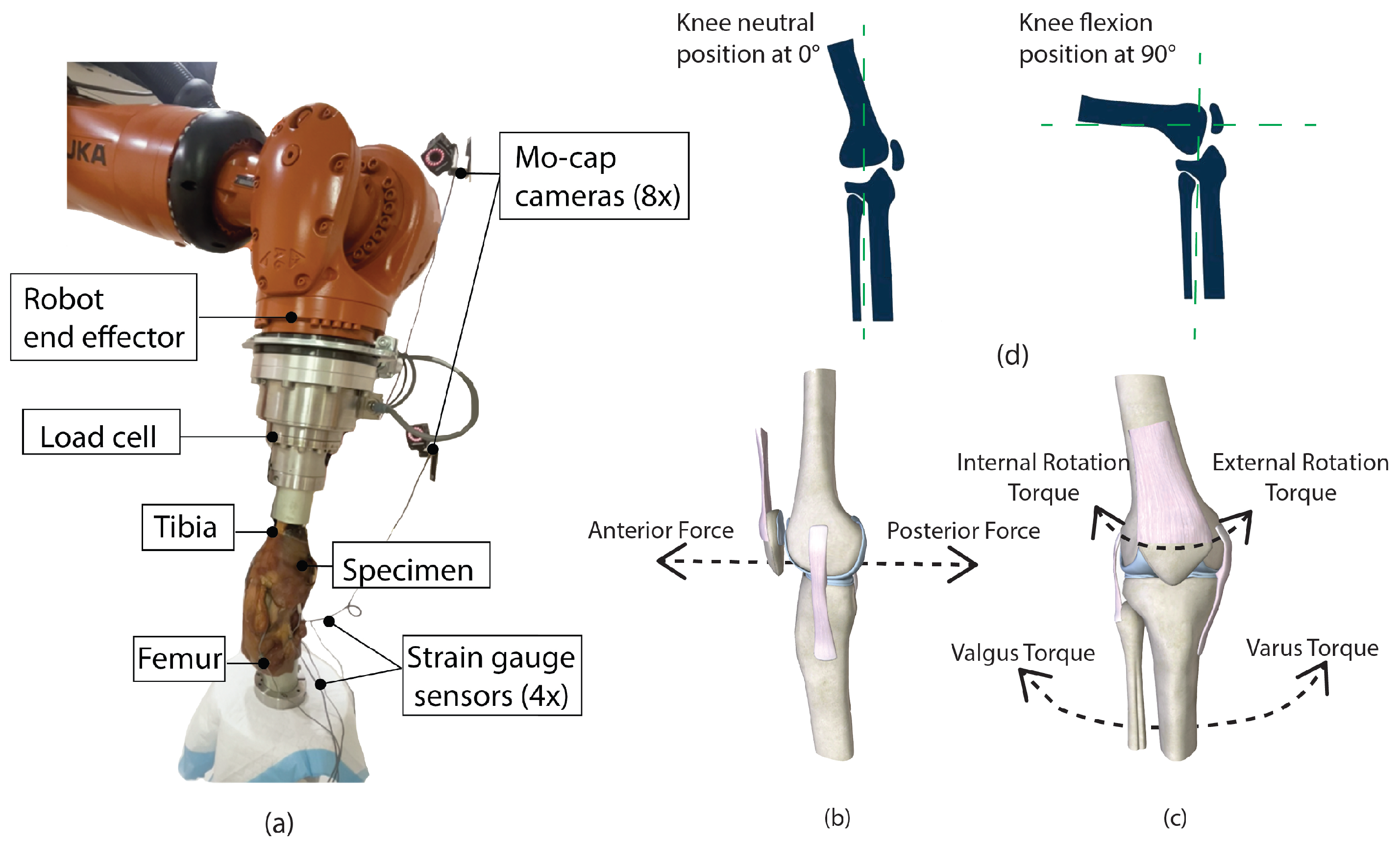Biomechanics 05 00038 g002